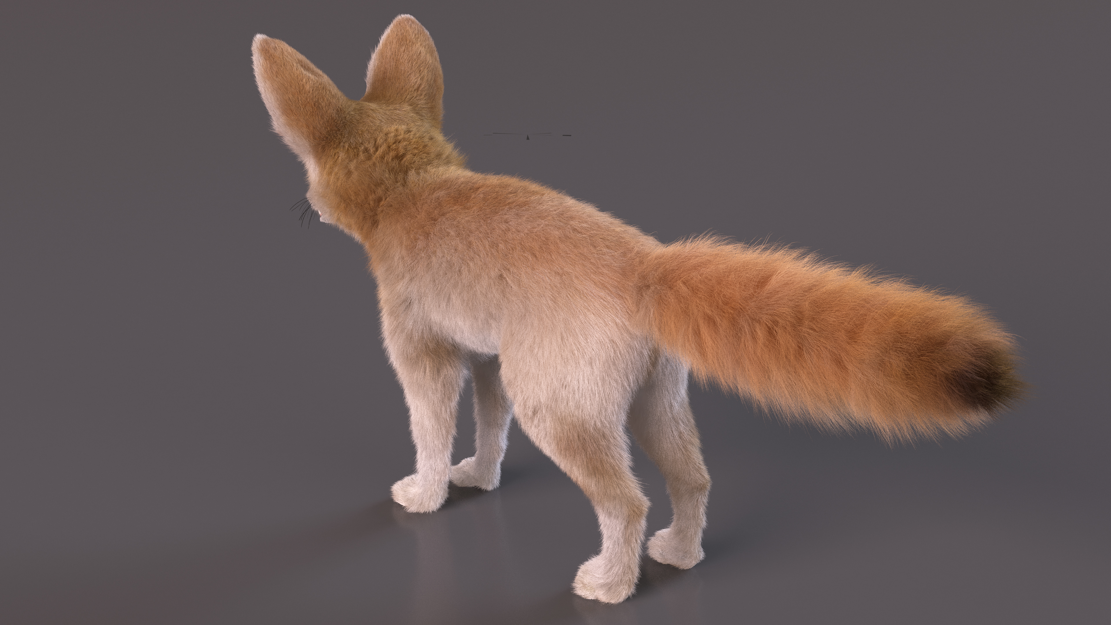 Fennec Fox Fur 3D model