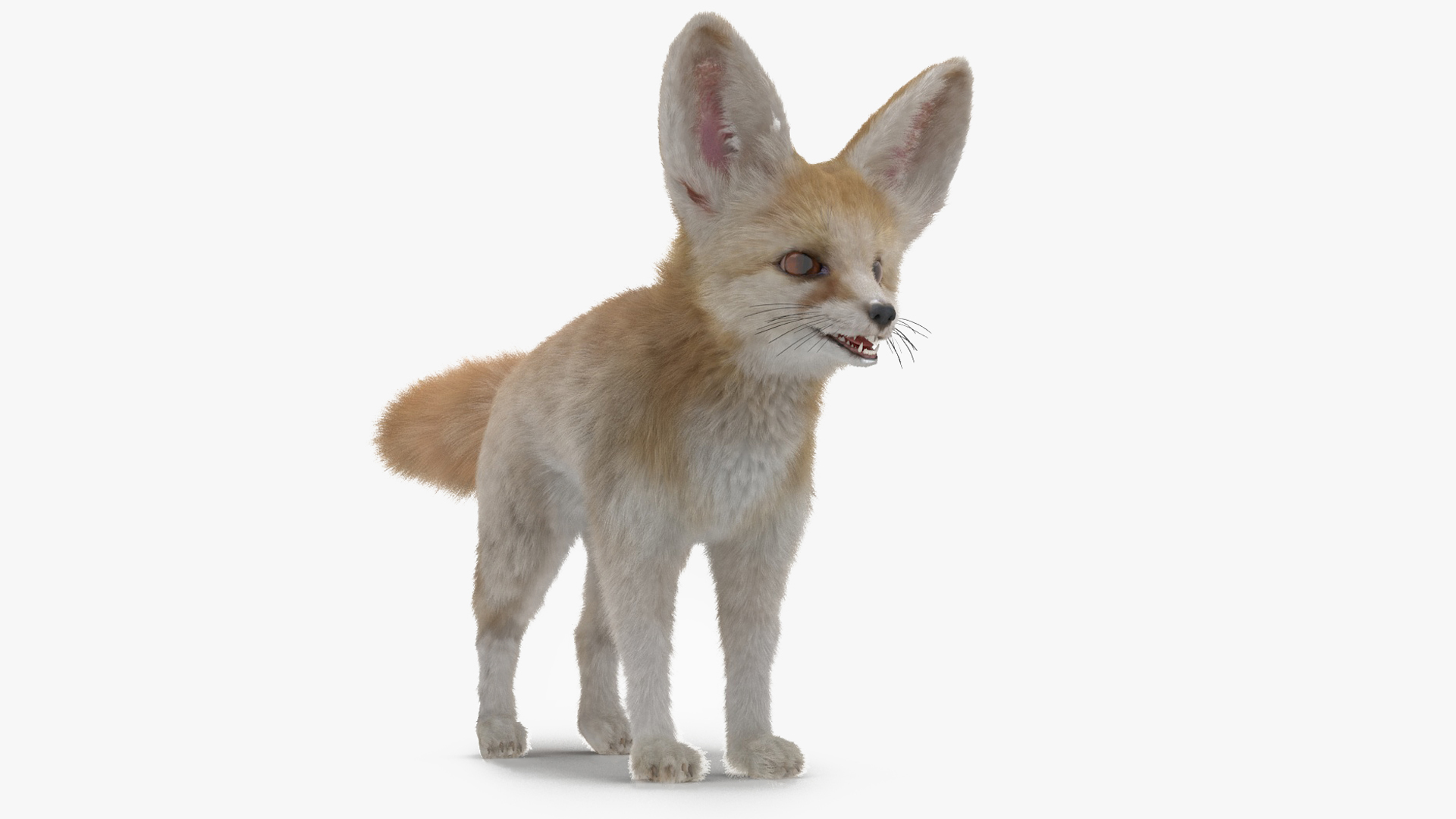 Fennec Fox Fur 3D model