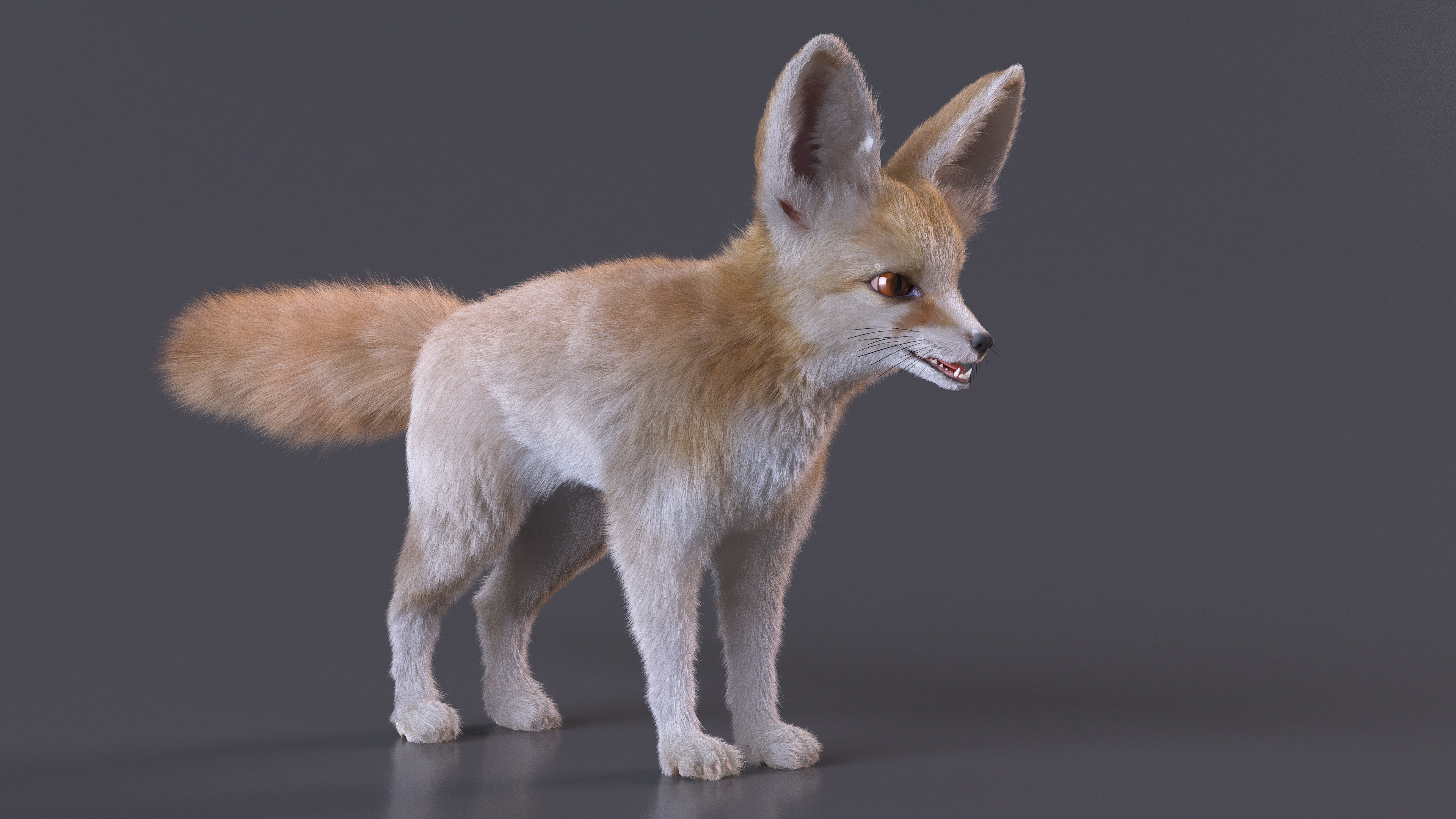Fennec Fox Fur 3D model