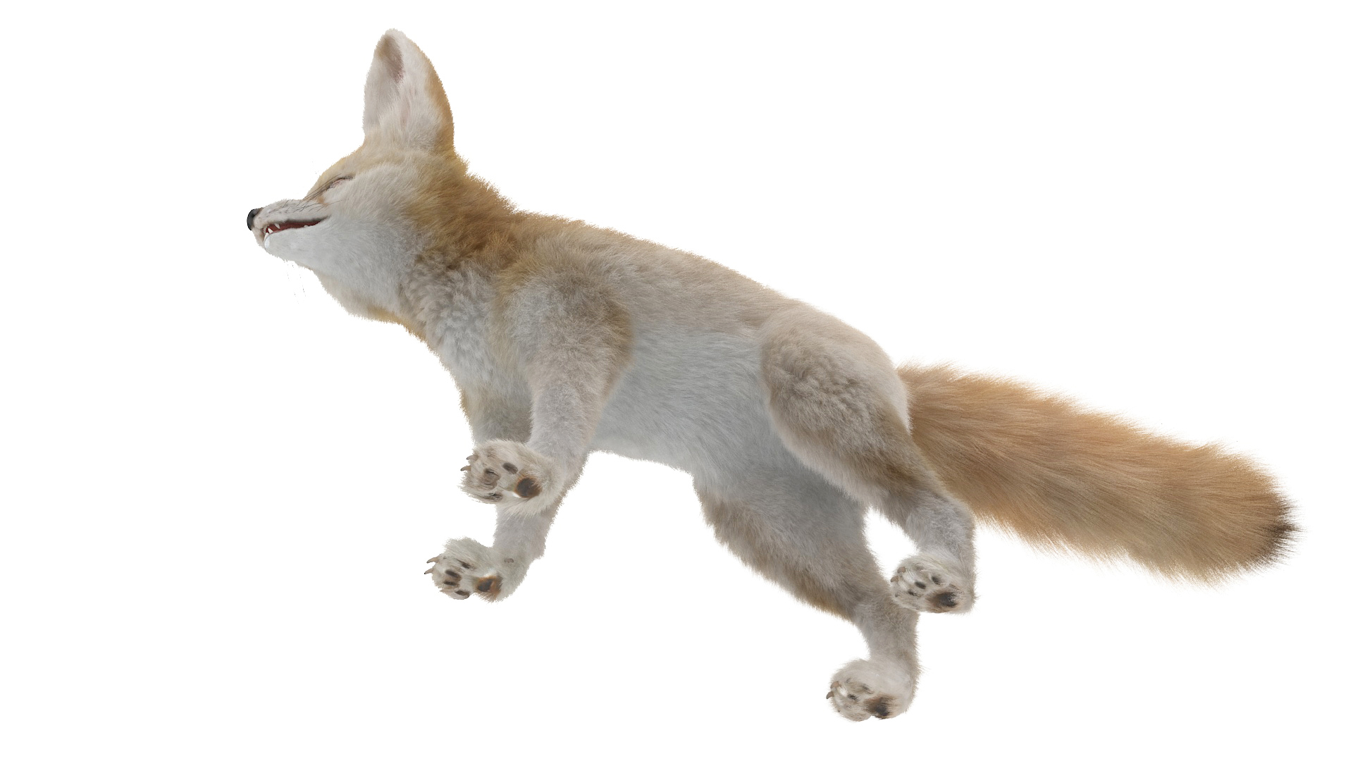 Fennec Fox Fur 3D model
