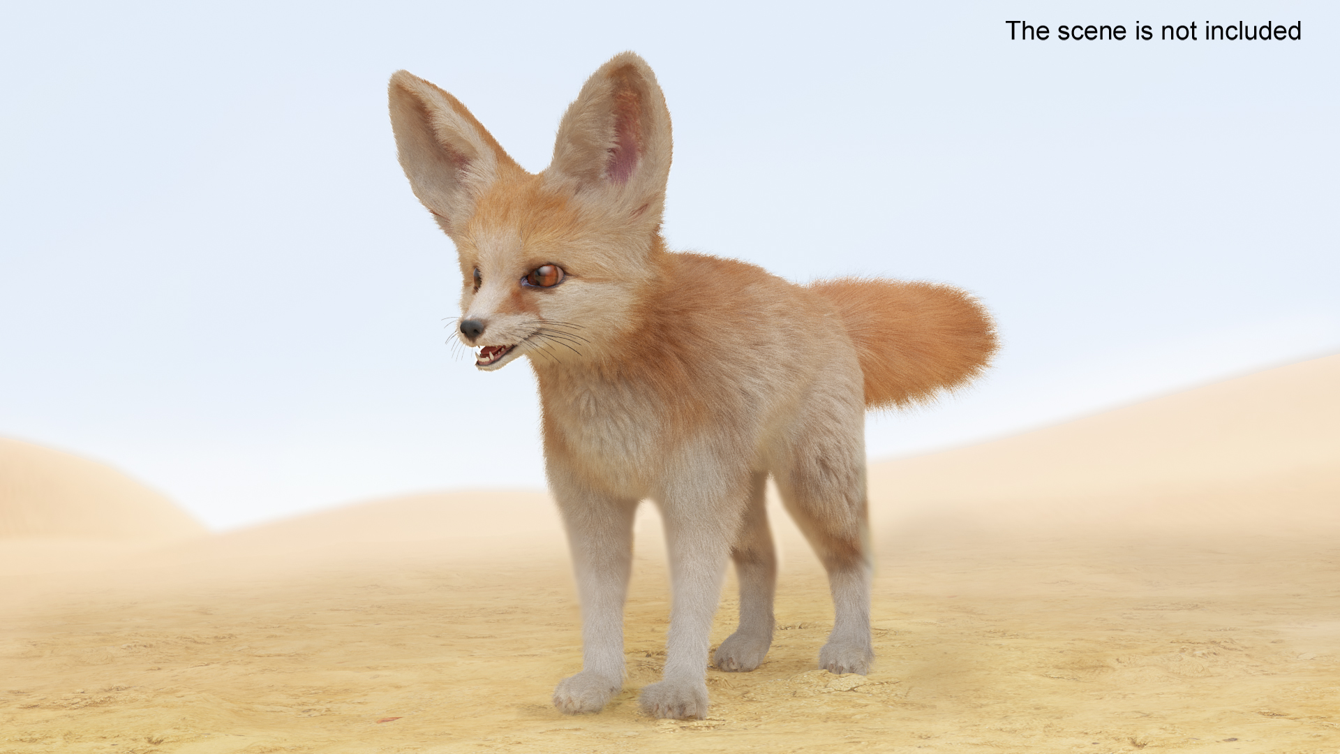 Fennec Fox Fur 3D model