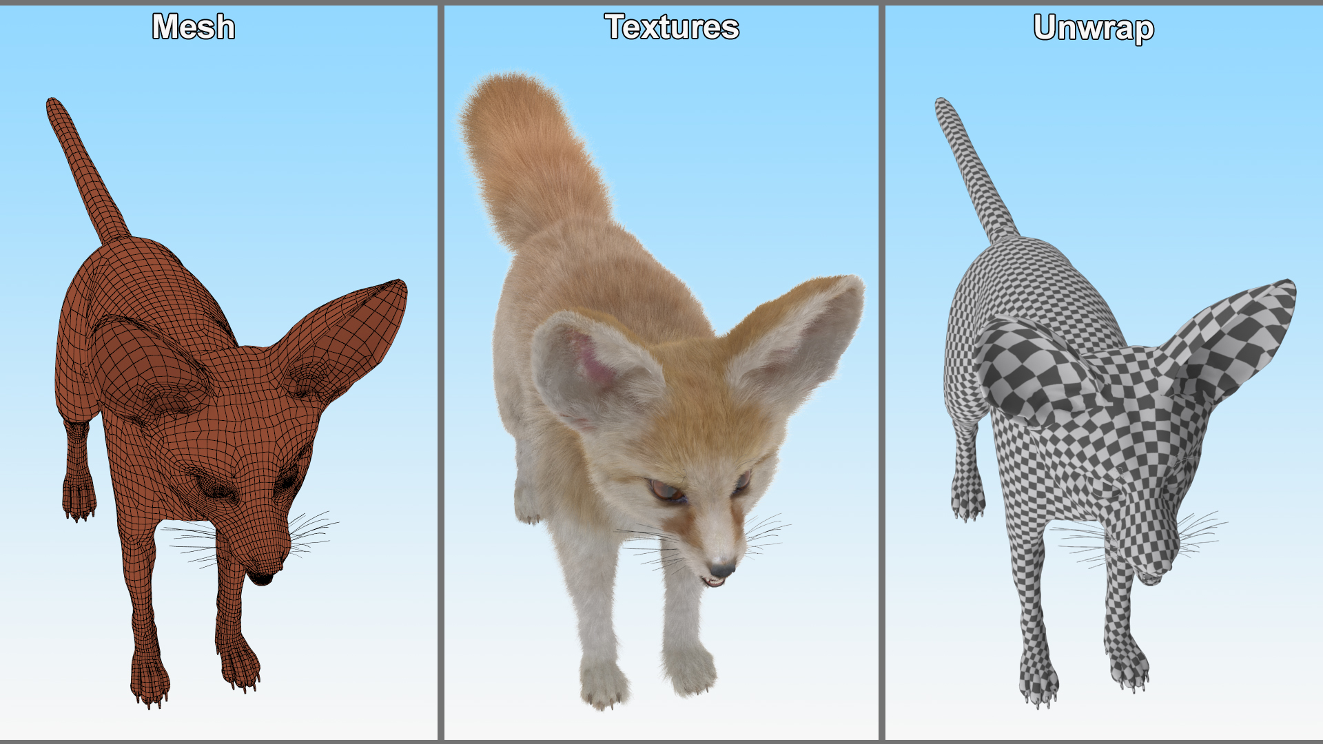 Fennec Fox Fur 3D model