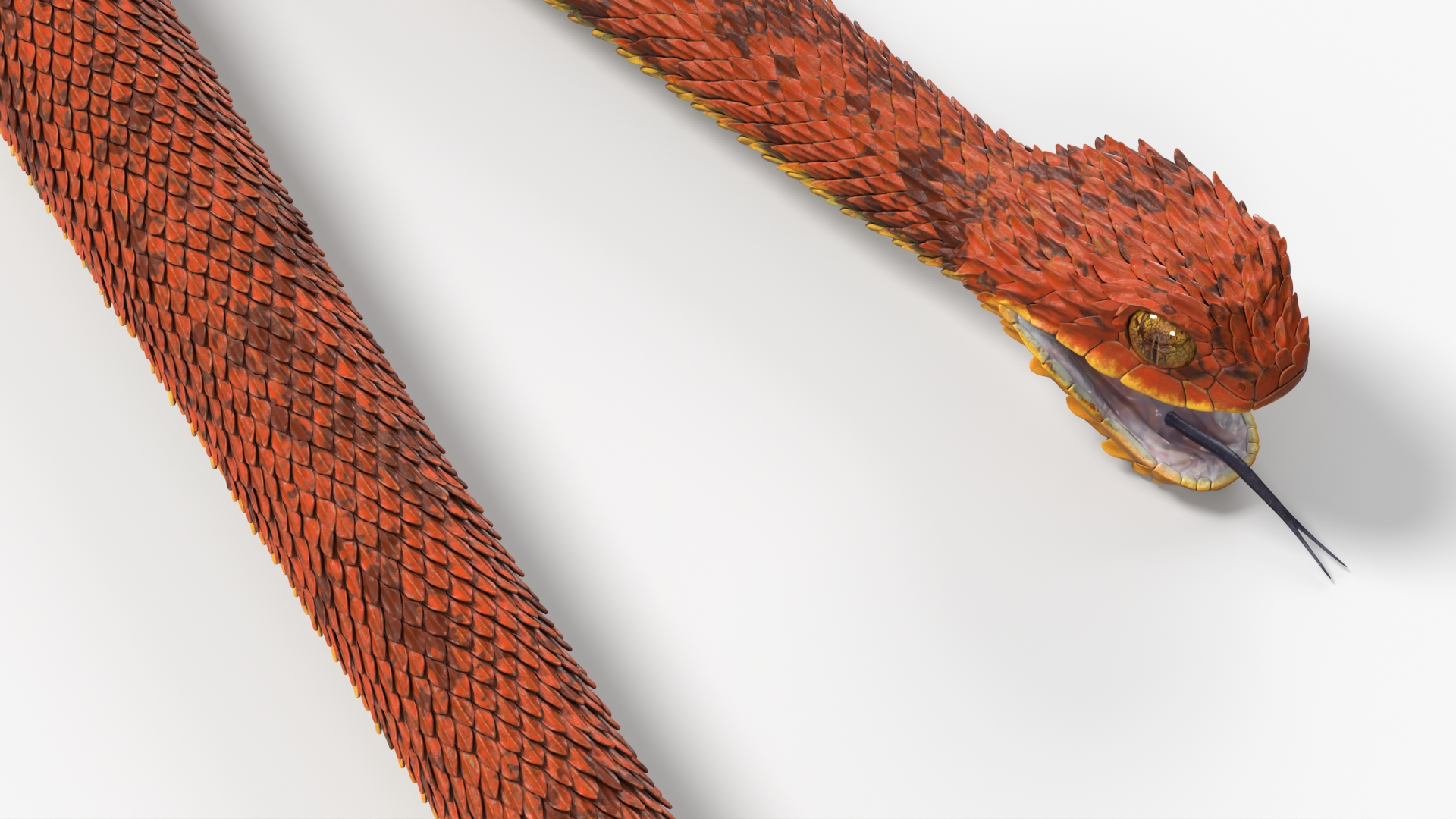 Atheris Hispida Bush Viper, view 8