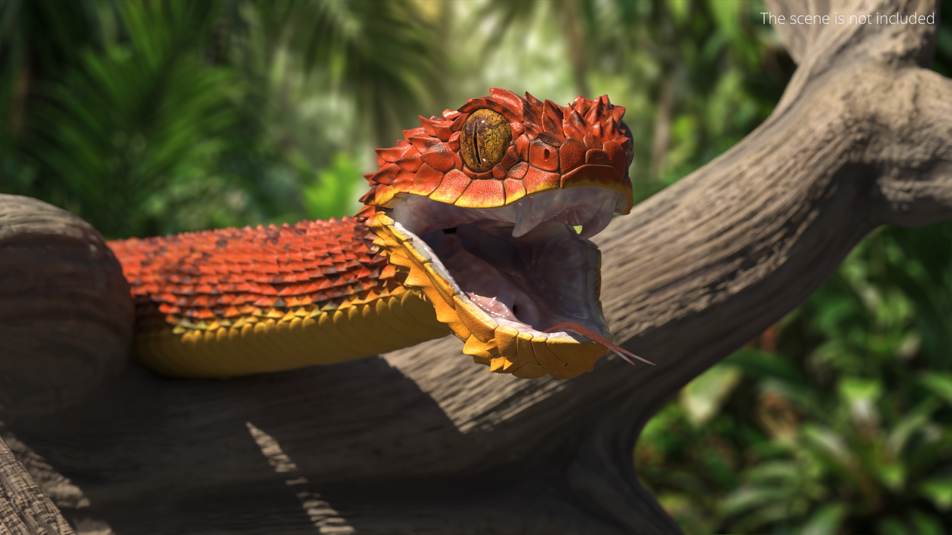 Atheris Hispida Bush Viper, view 7