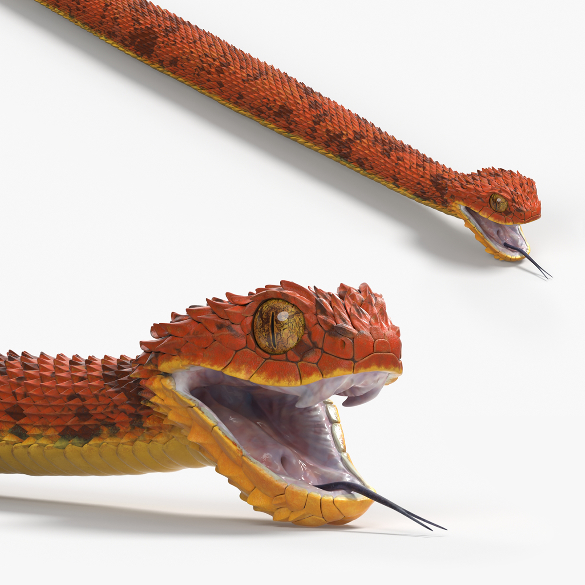 Atheris Hispida Bush Viper 3D model preview