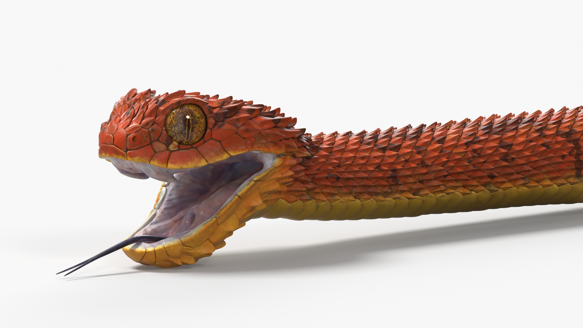 Atheris Hispida Bush Viper, view 9