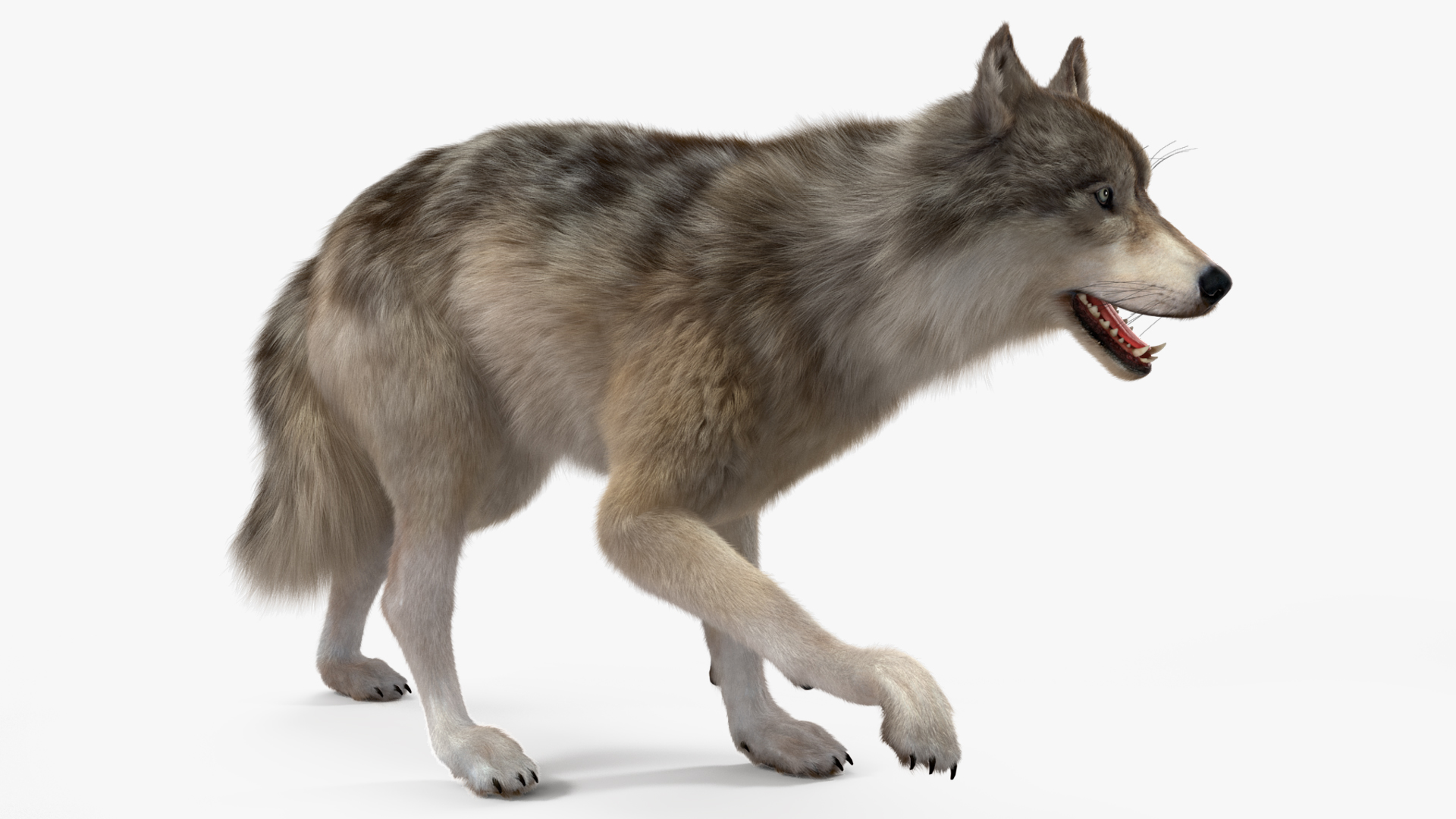 Canis Lupus Fur Rigged 3D