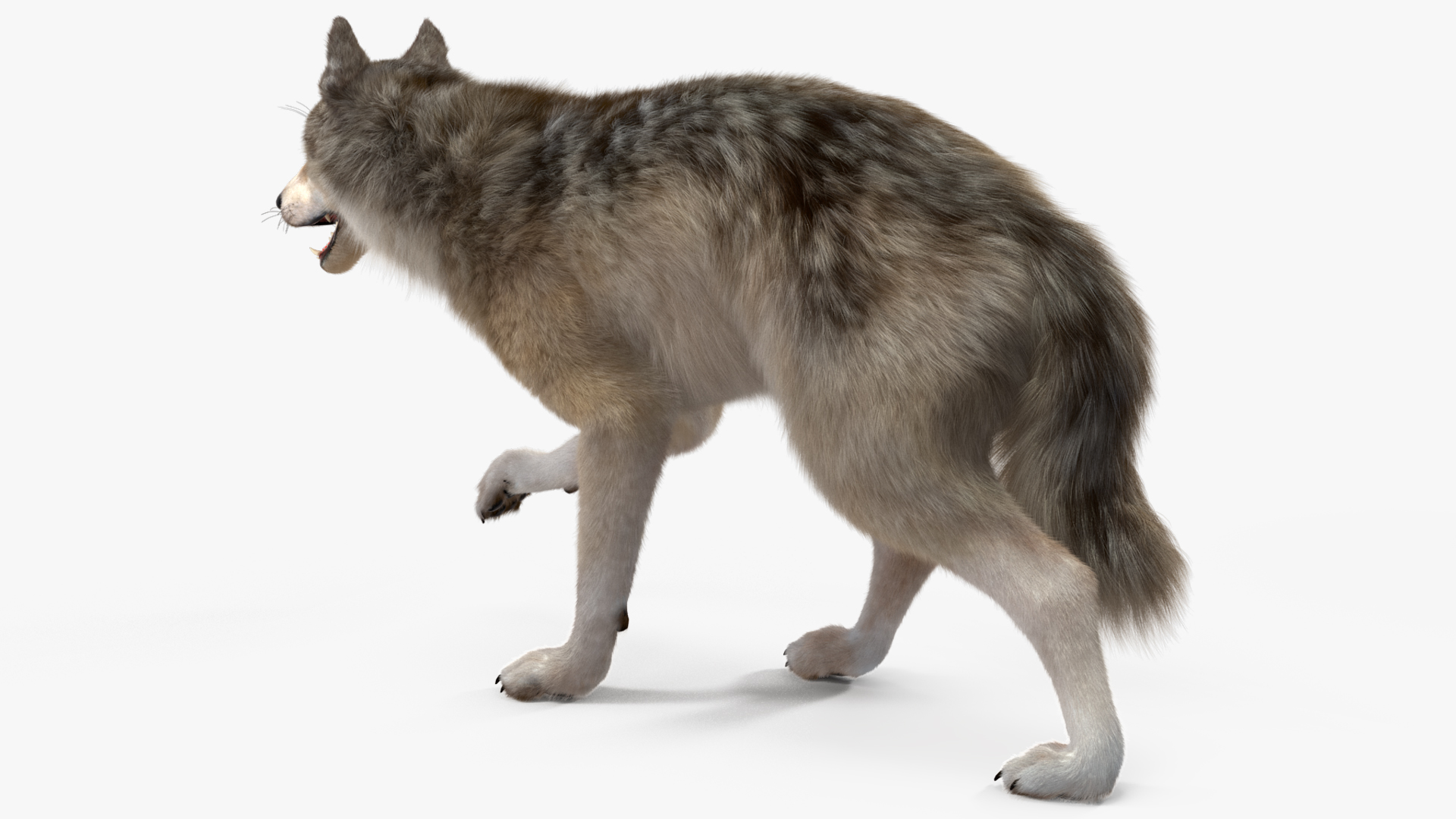 Canis Lupus Fur Rigged 3D