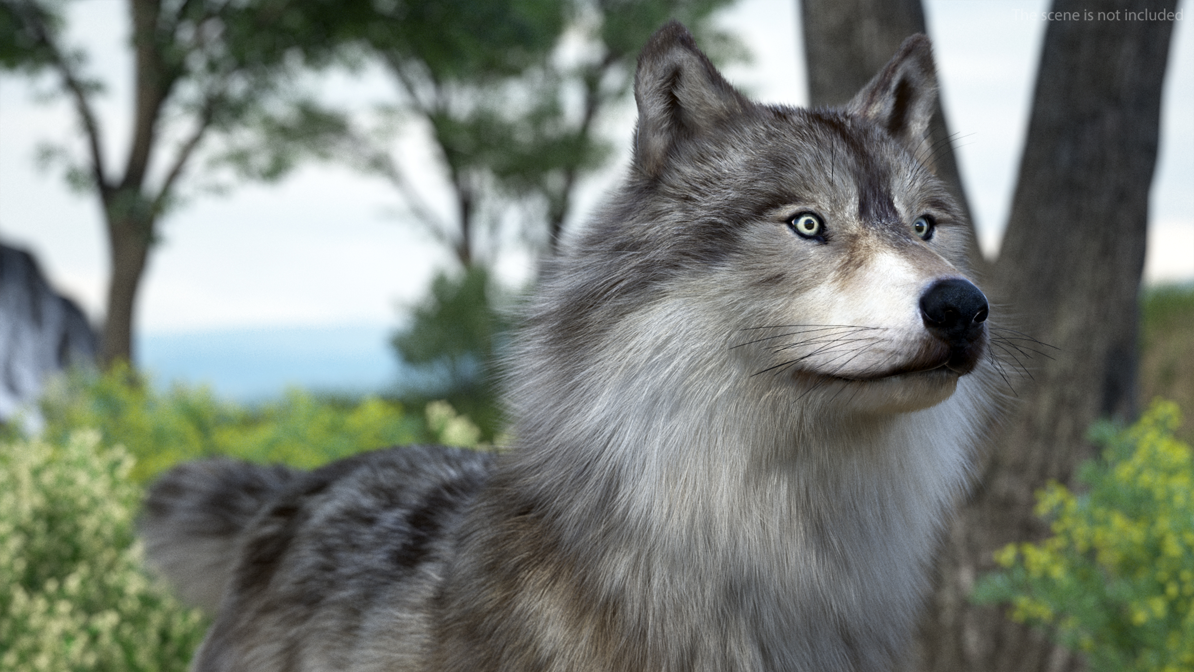 Canis Lupus Fur Rigged 3D
