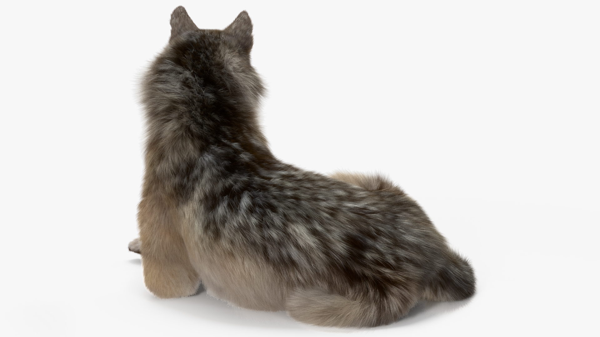 Canis Lupus Fur Rigged 3D