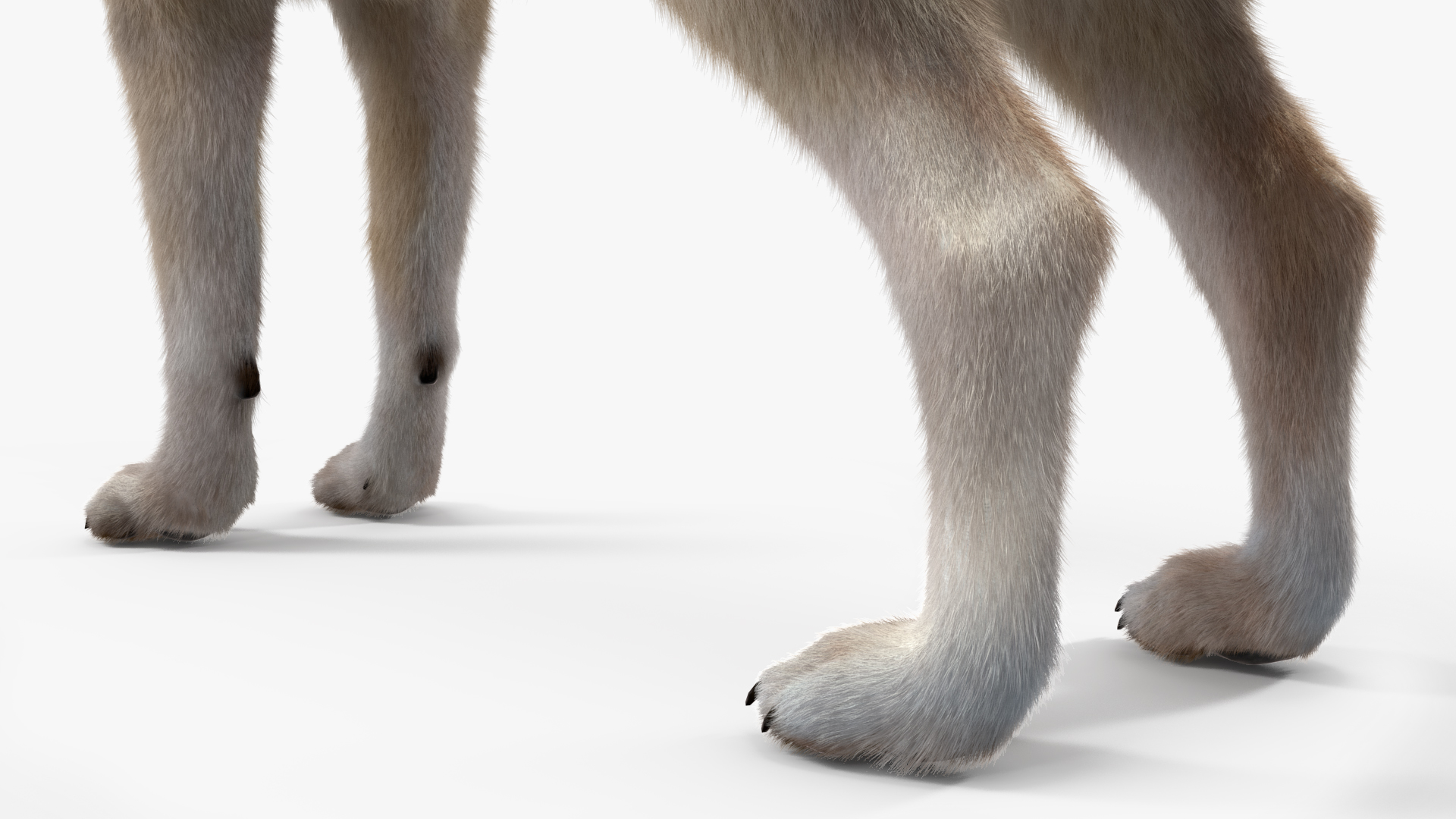 Canis Lupus Fur Rigged 3D