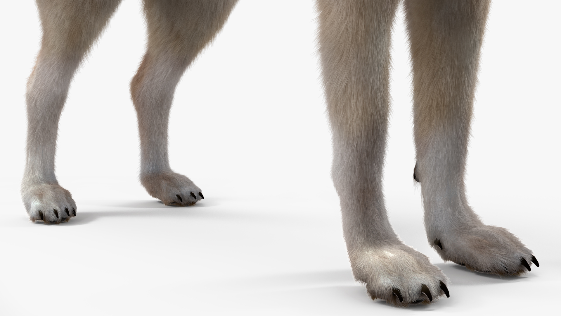 Canis Lupus Fur Rigged 3D