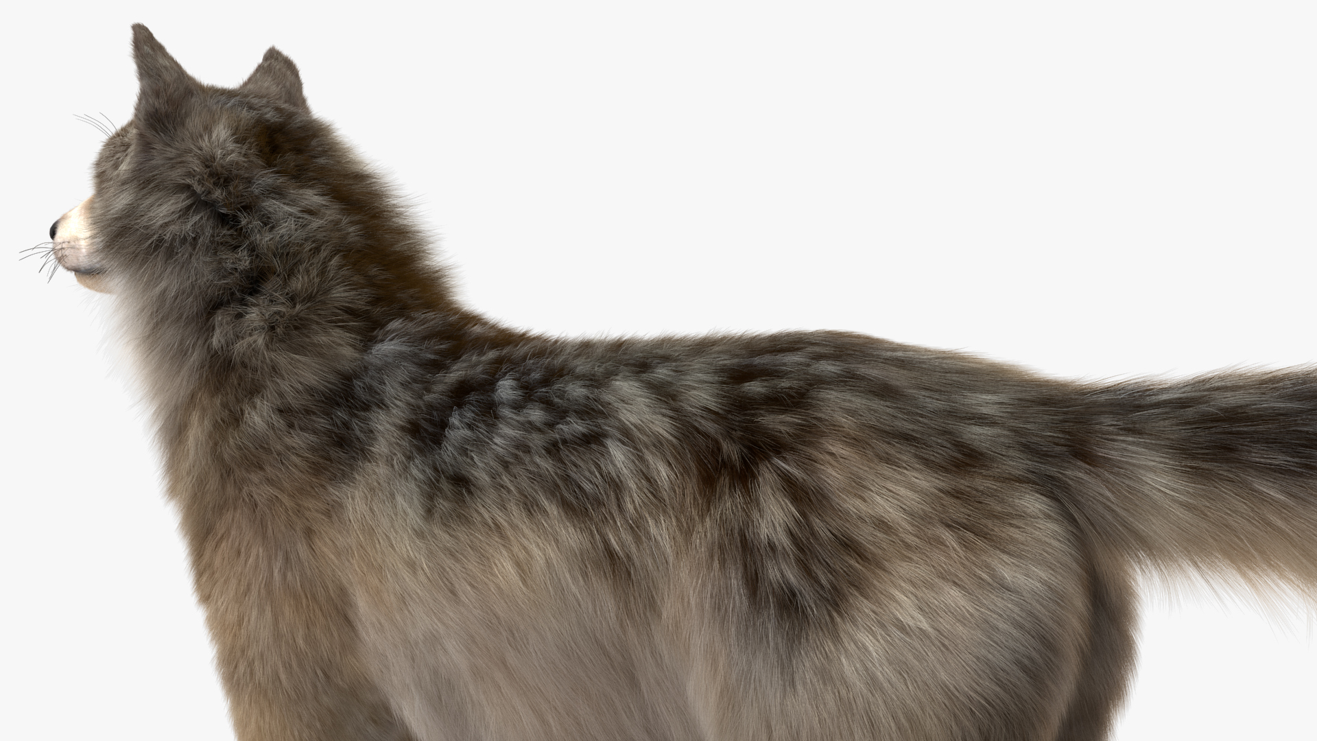Canis Lupus Fur Rigged 3D