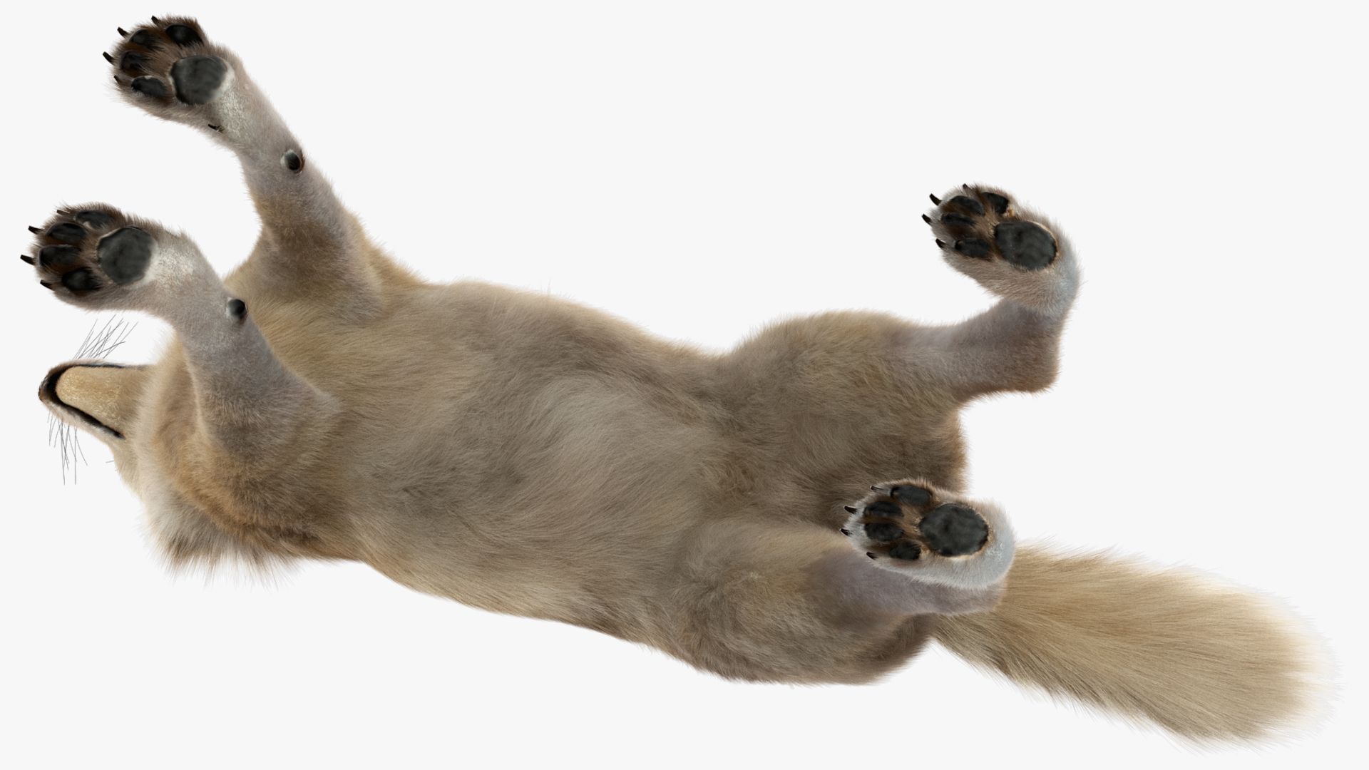 Canis Lupus Fur Rigged 3D