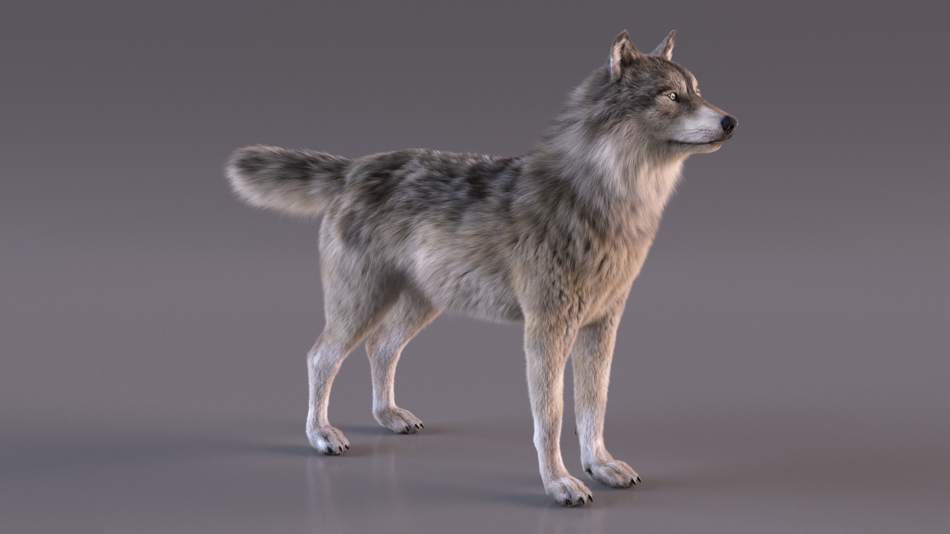 Canis Lupus Fur Rigged 3D