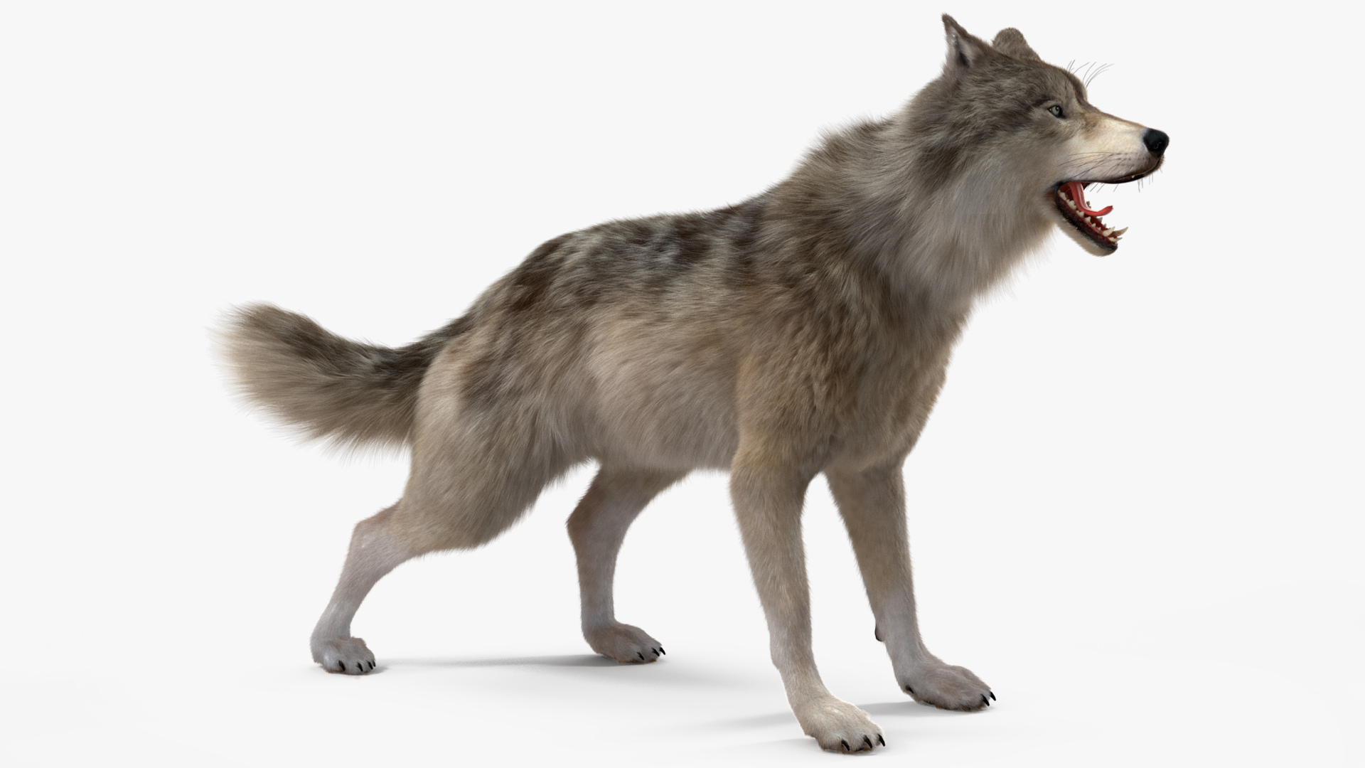 Canis Lupus Fur Rigged 3D