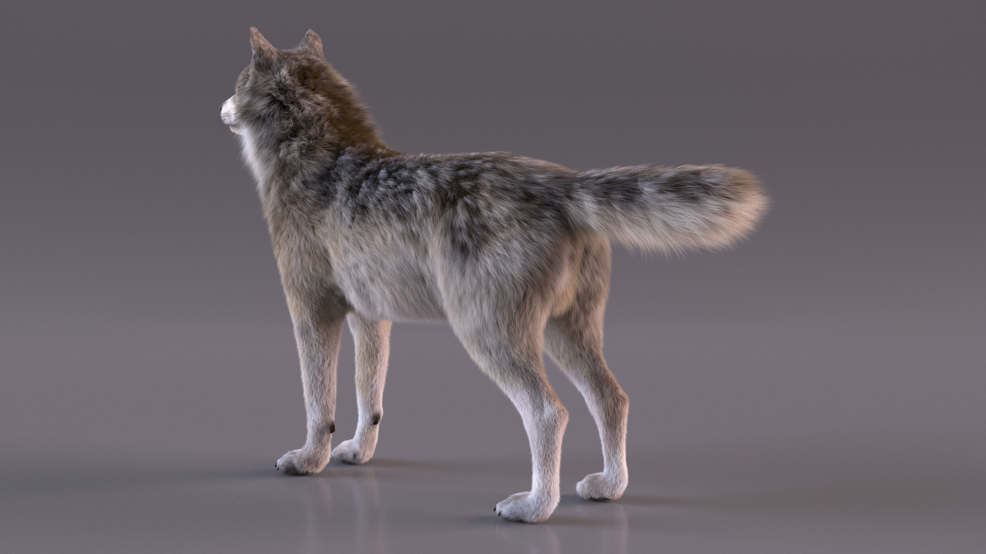 Canis Lupus Fur Rigged 3D