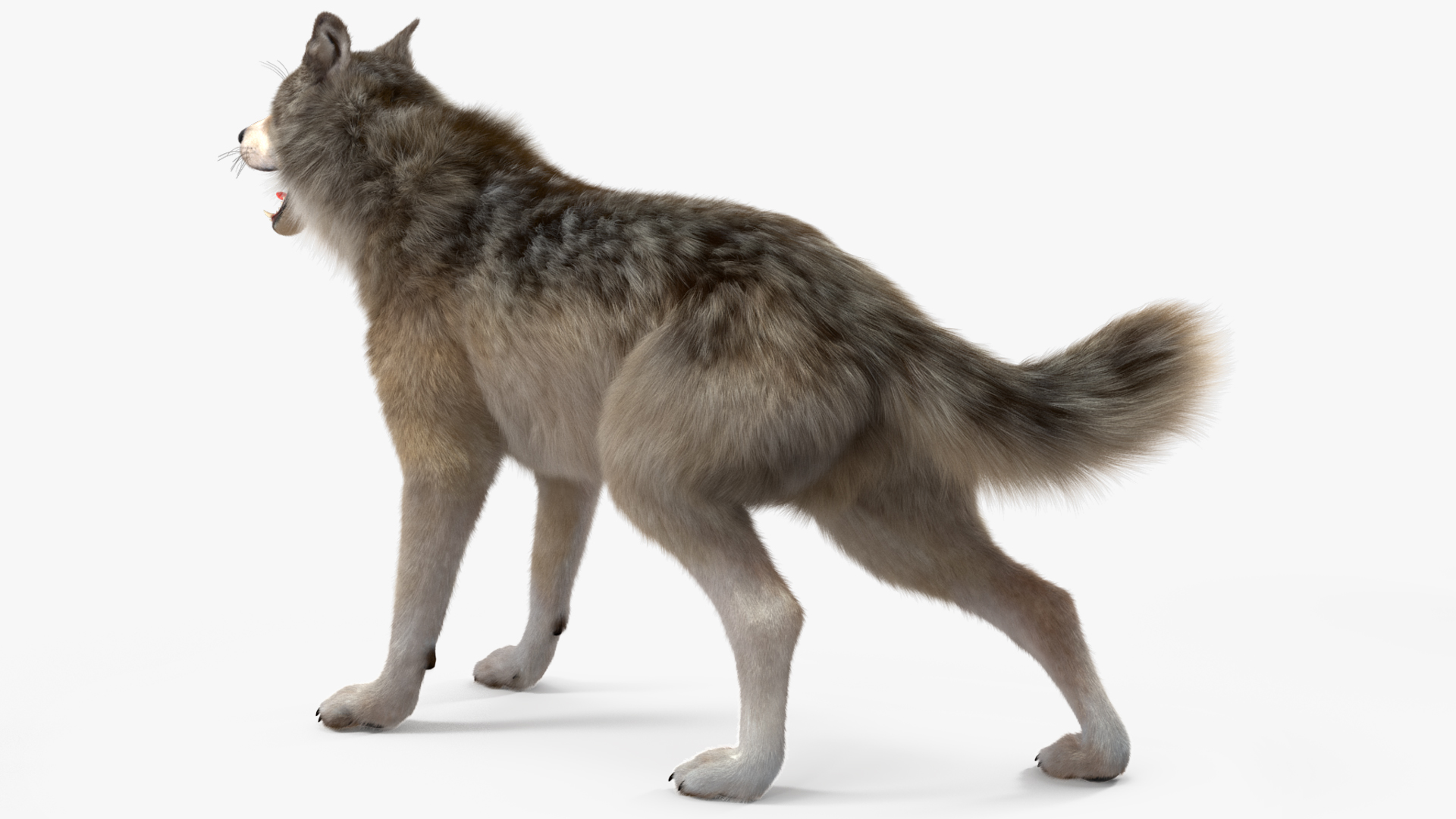 Canis Lupus Fur Rigged 3D