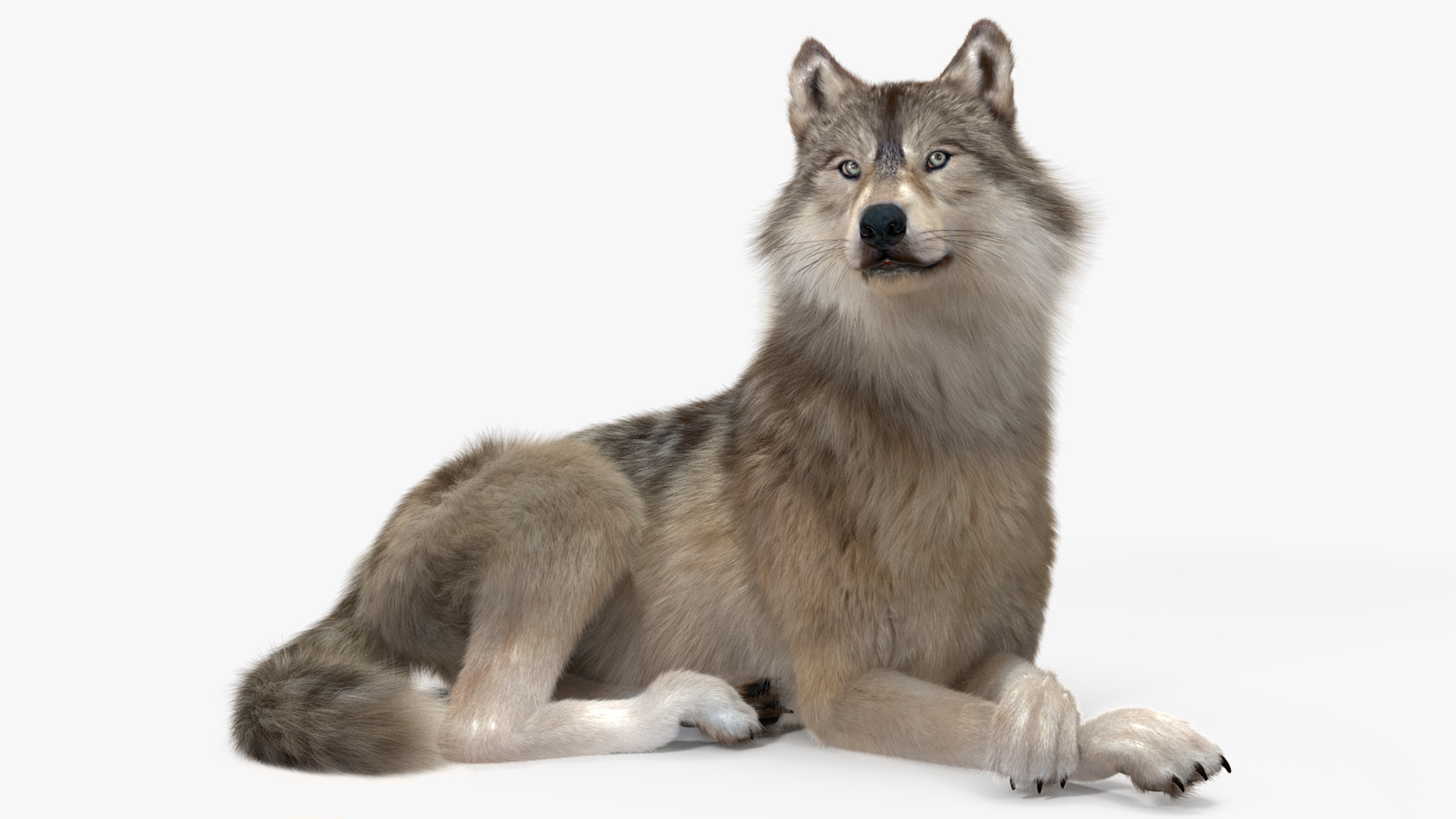 Canis Lupus Fur Rigged 3D