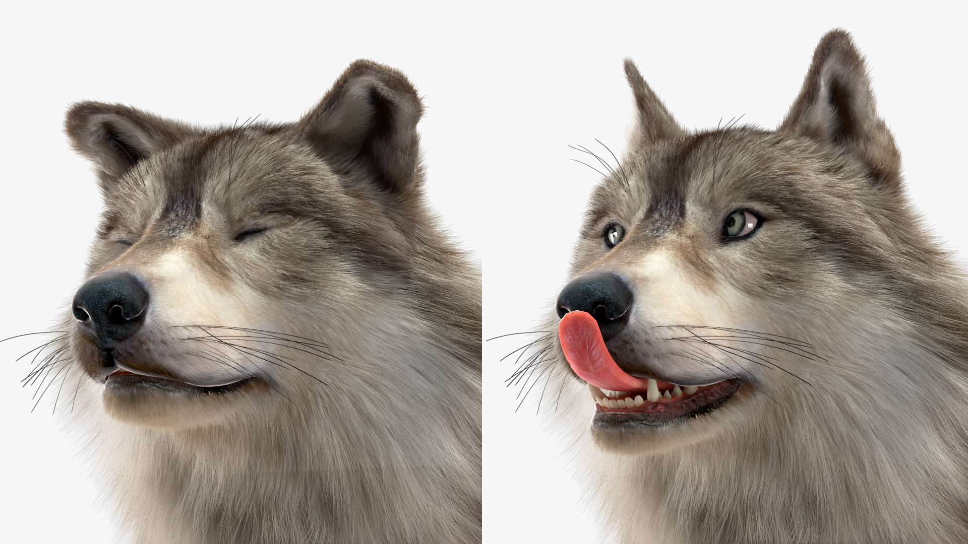 Canis Lupus Fur Rigged 3D