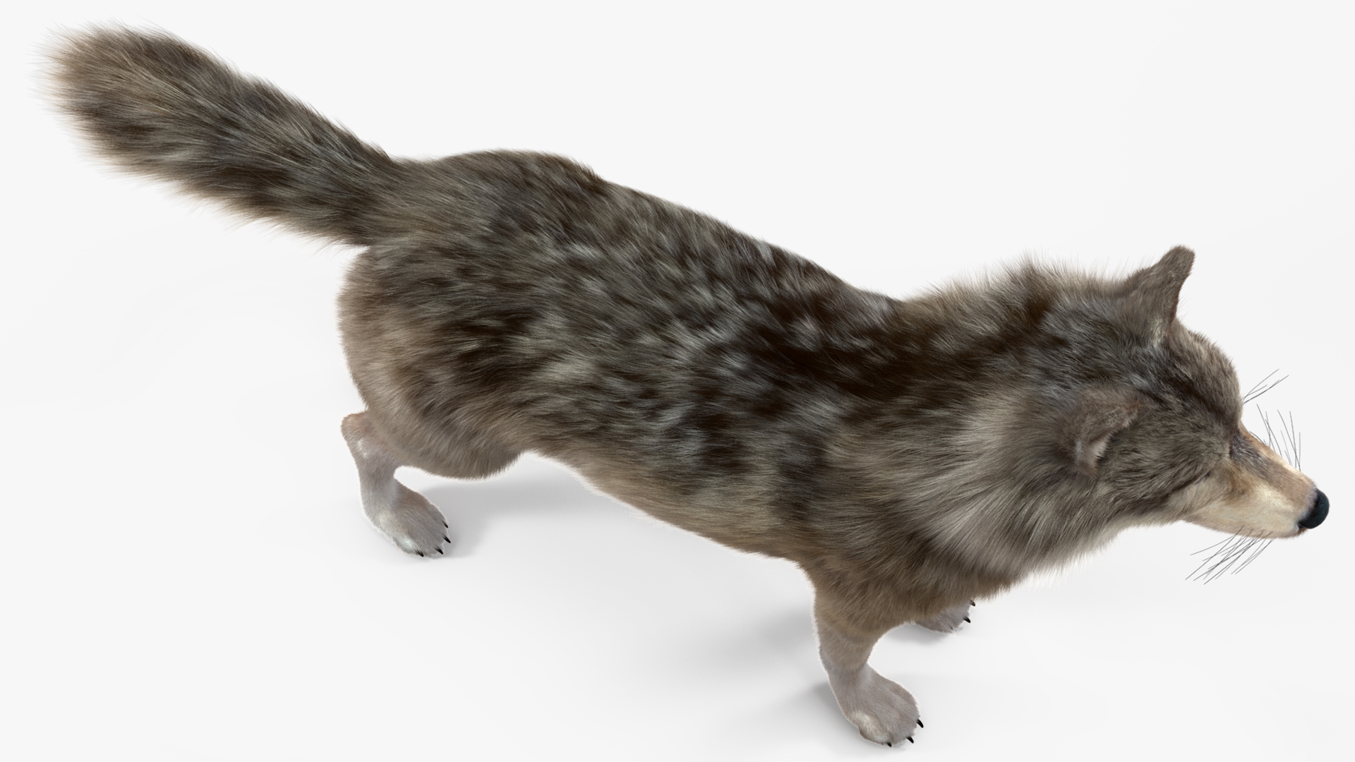 Canis Lupus Fur Rigged 3D
