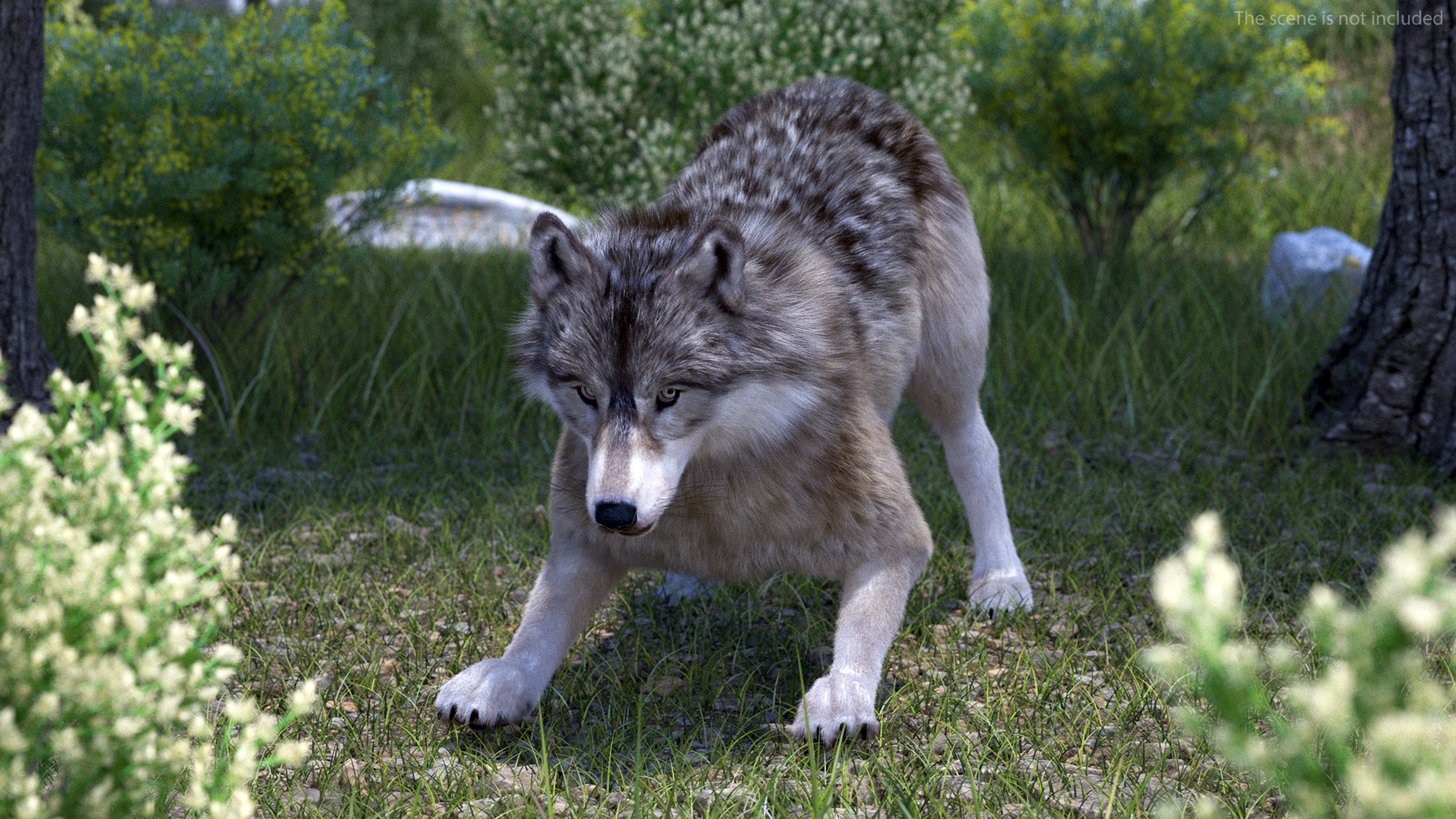 Canis Lupus Fur Rigged 3D