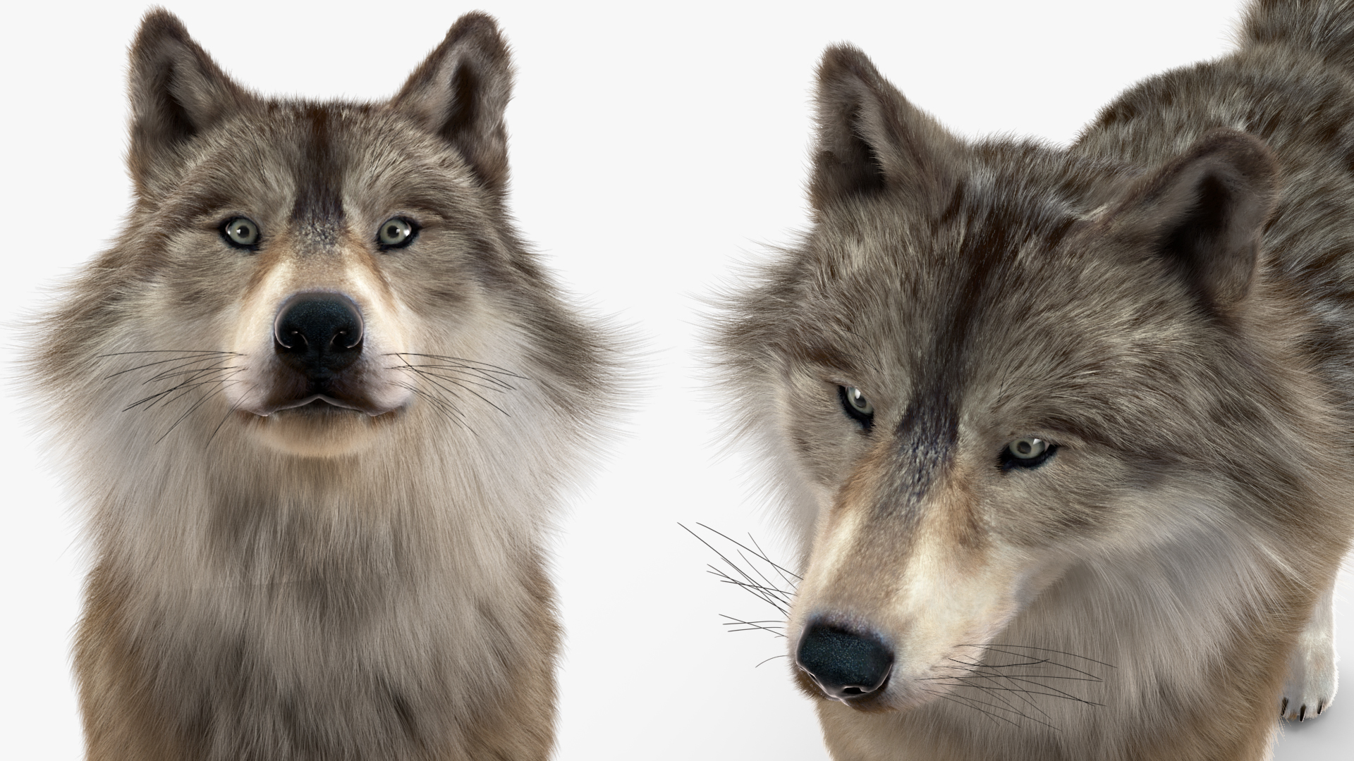 Canis Lupus Fur Rigged 3D