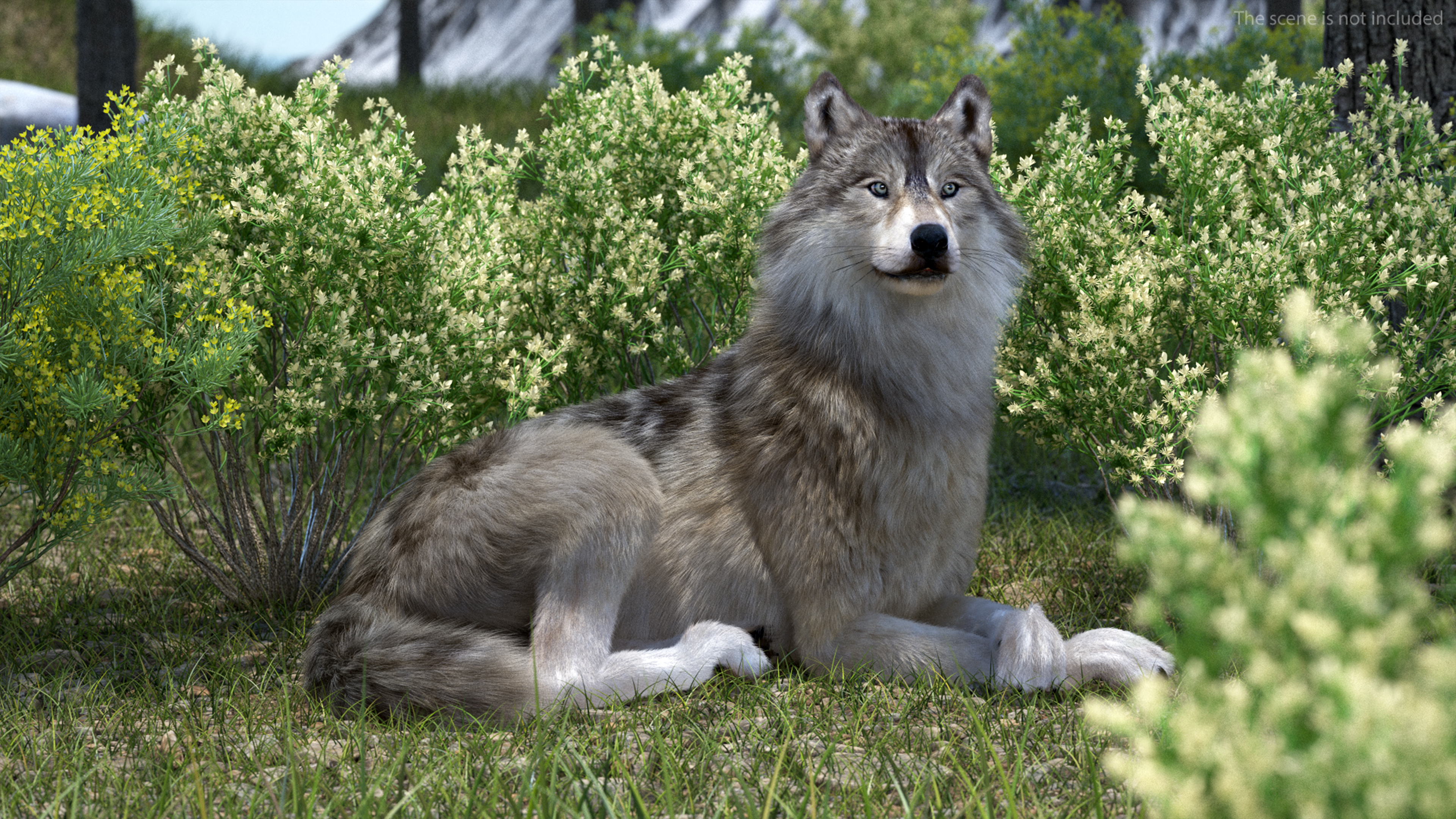 Canis Lupus Fur Rigged 3D