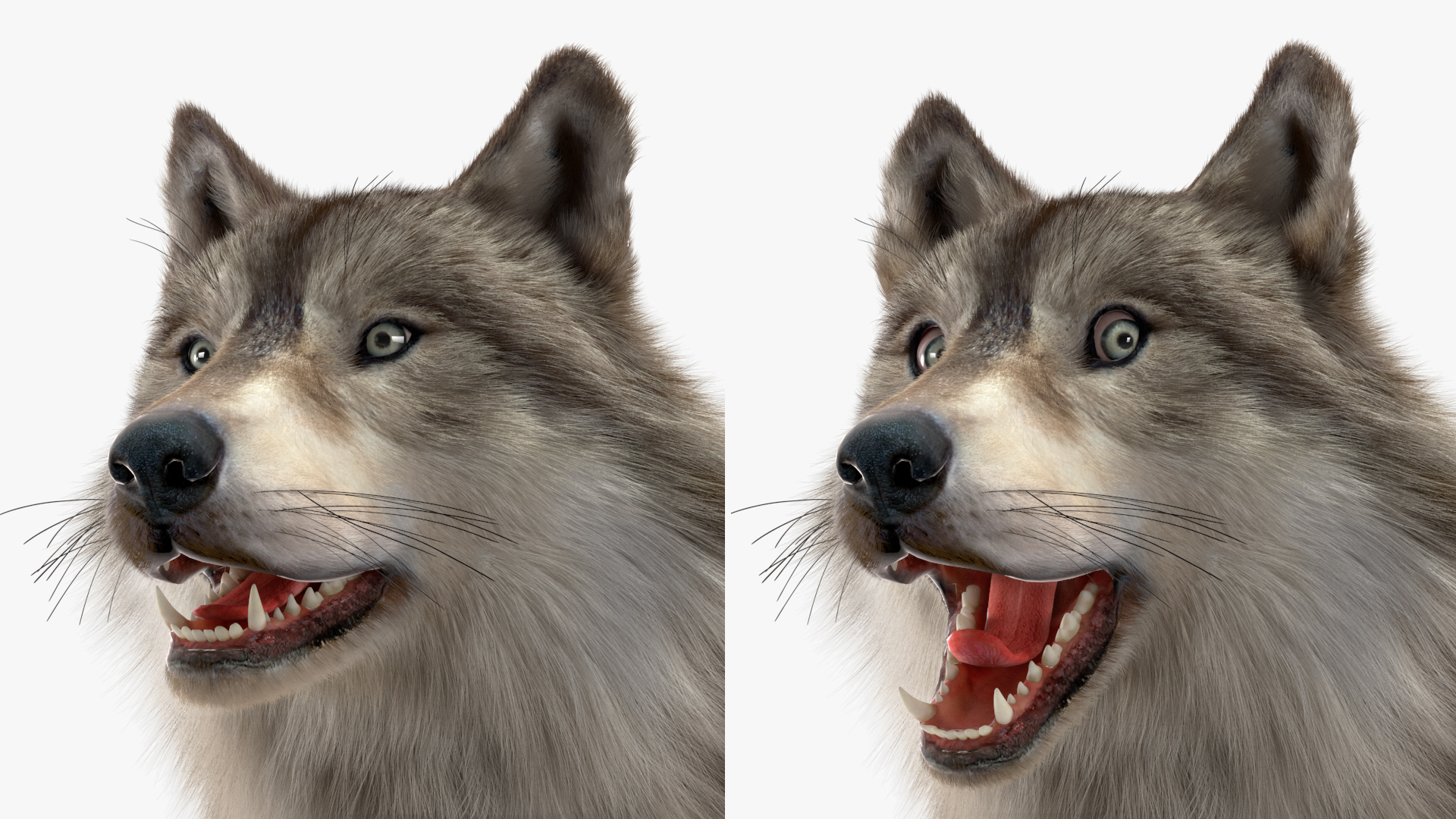 Canis Lupus Fur Rigged 3D