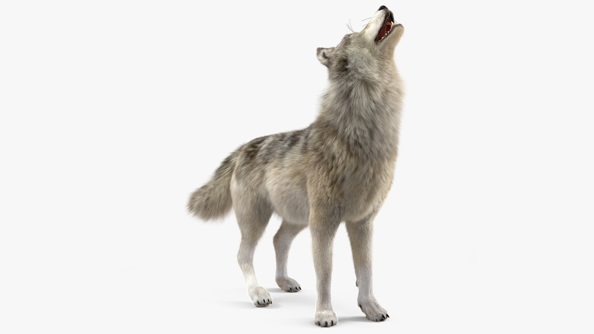 Canis Lupus Fur Rigged 3D