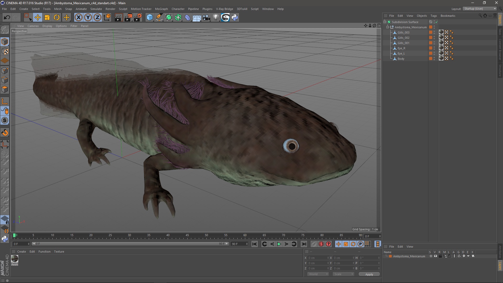 Ambystoma Mexicanum 3D model