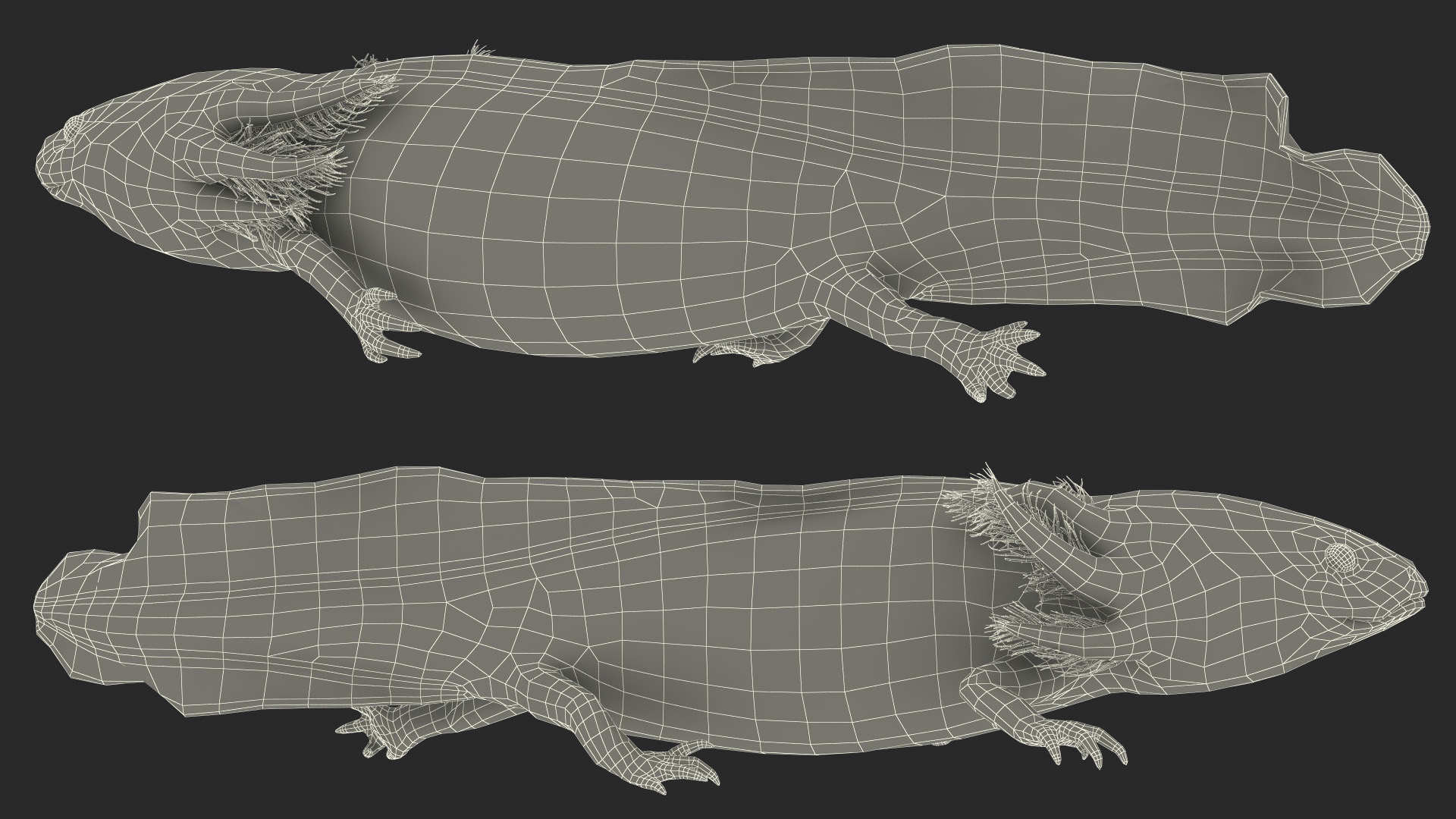 Ambystoma Mexicanum 3D model