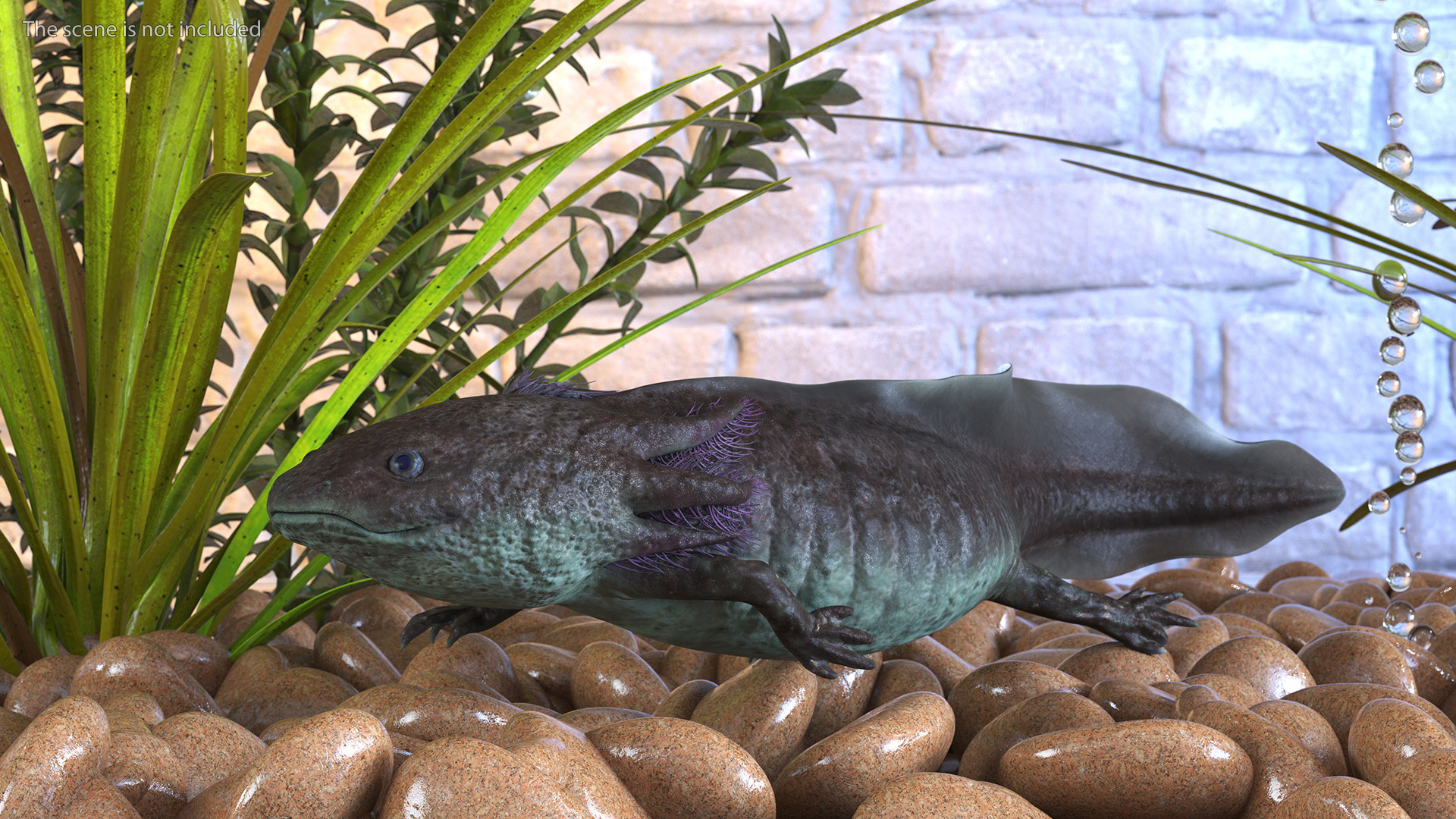 Ambystoma Mexicanum 3D model