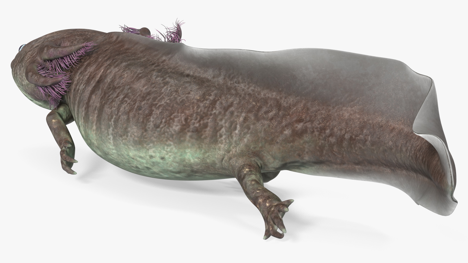 Ambystoma Mexicanum 3D model