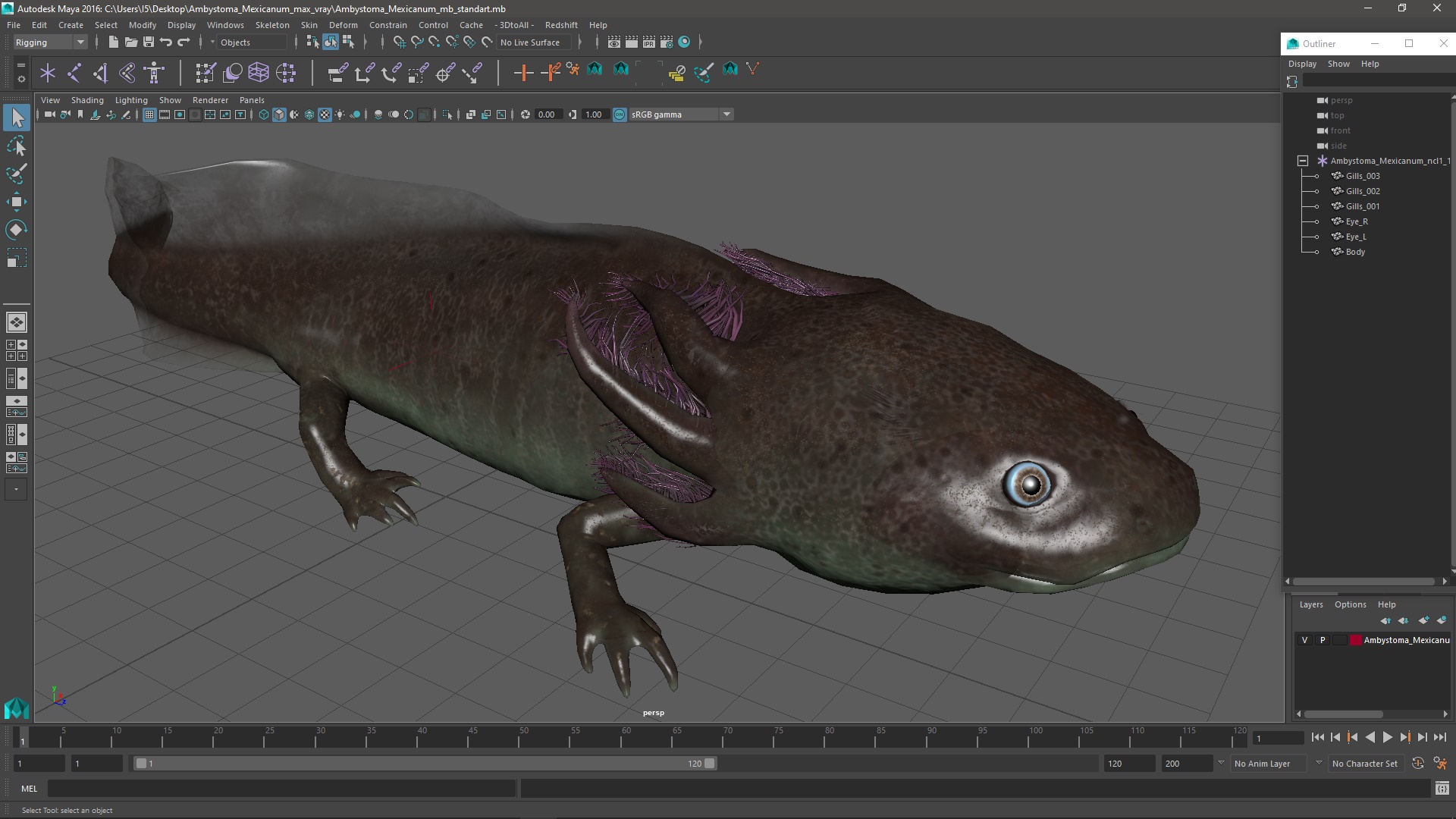 Ambystoma Mexicanum 3D model