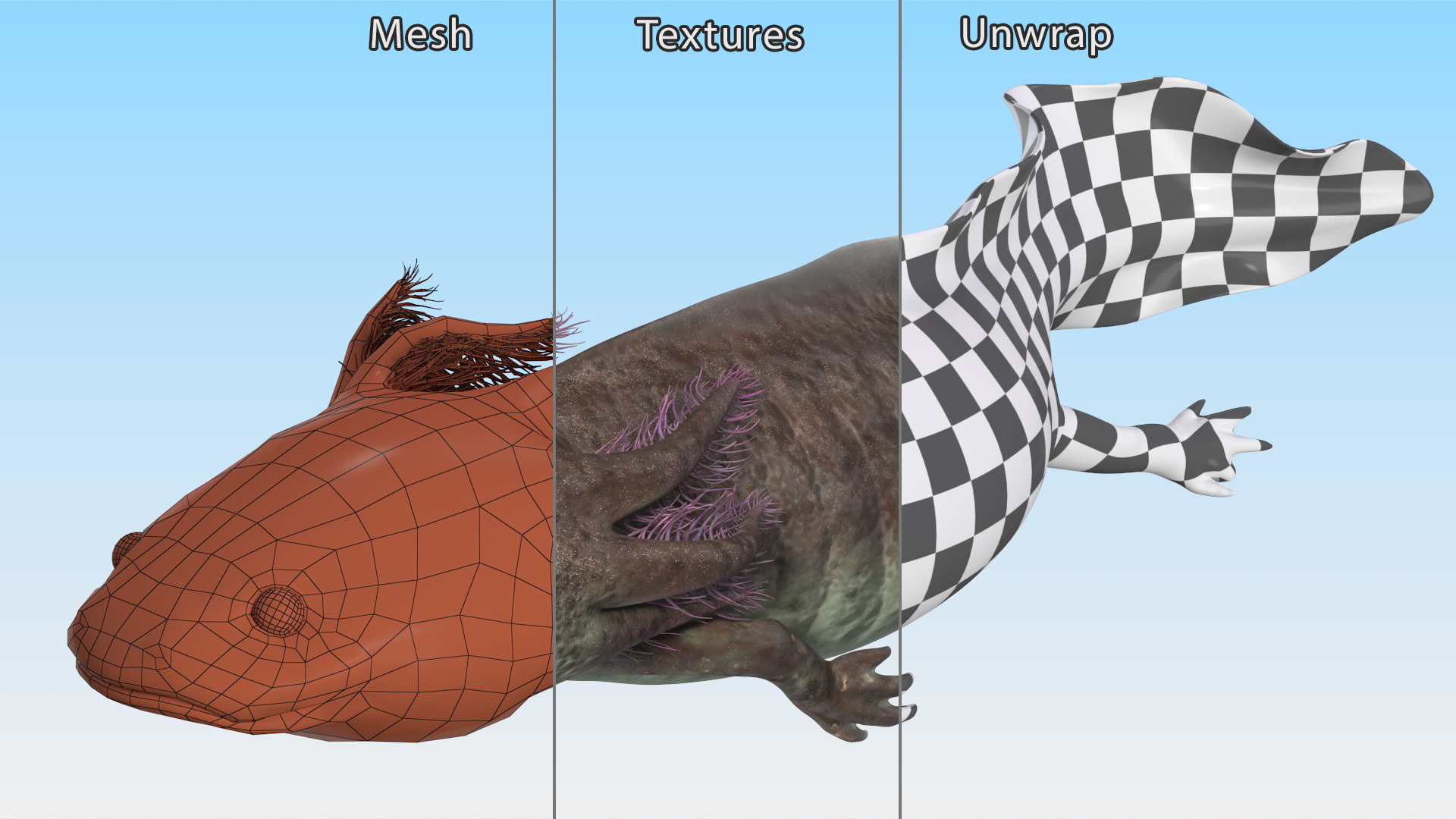 Ambystoma Mexicanum 3D model