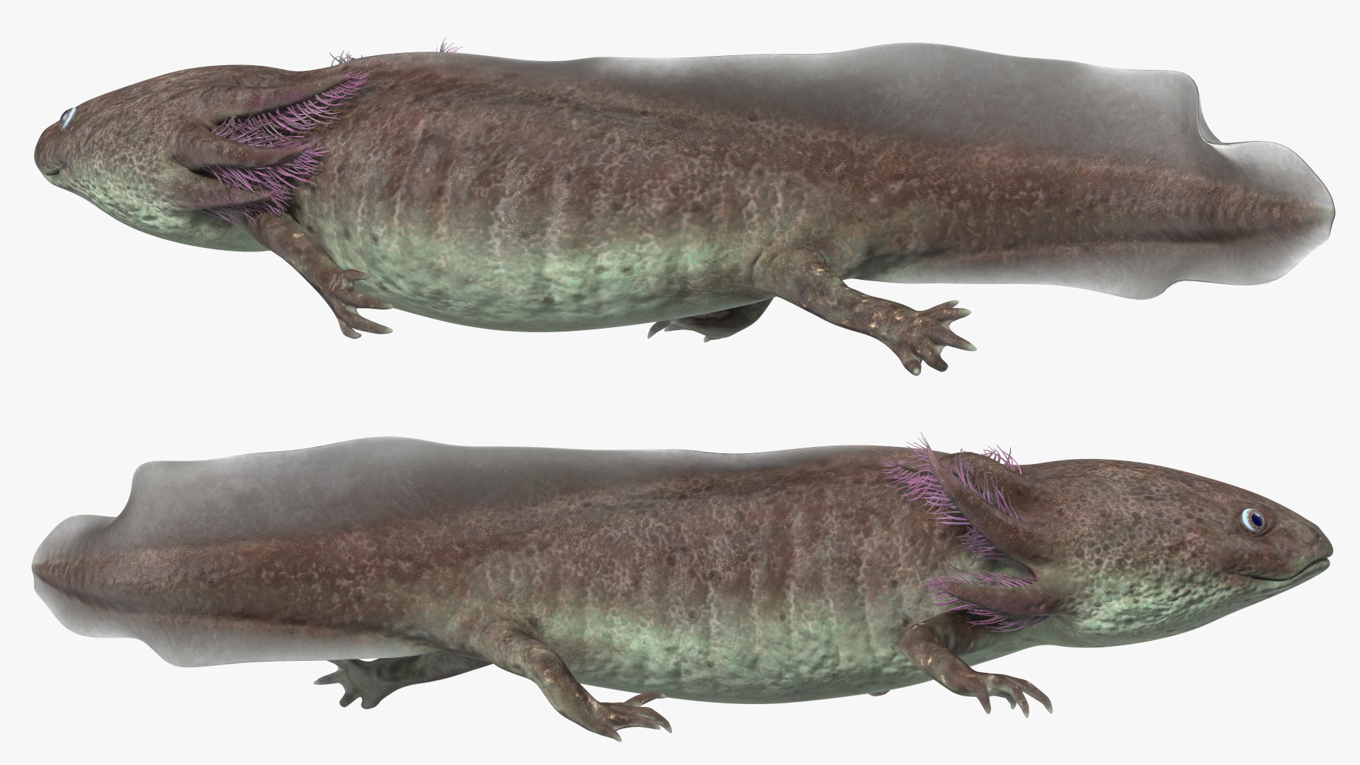 Ambystoma Mexicanum 3D model