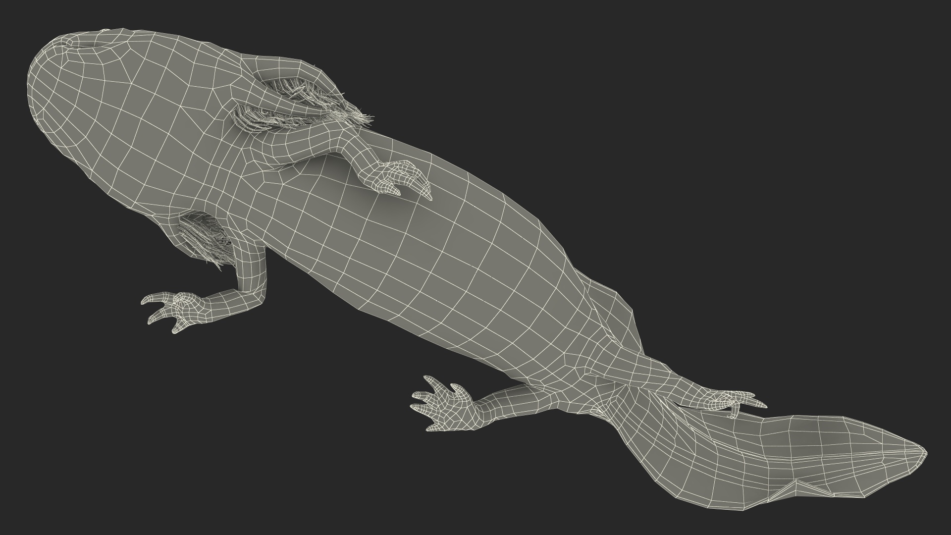 Ambystoma Mexicanum 3D model