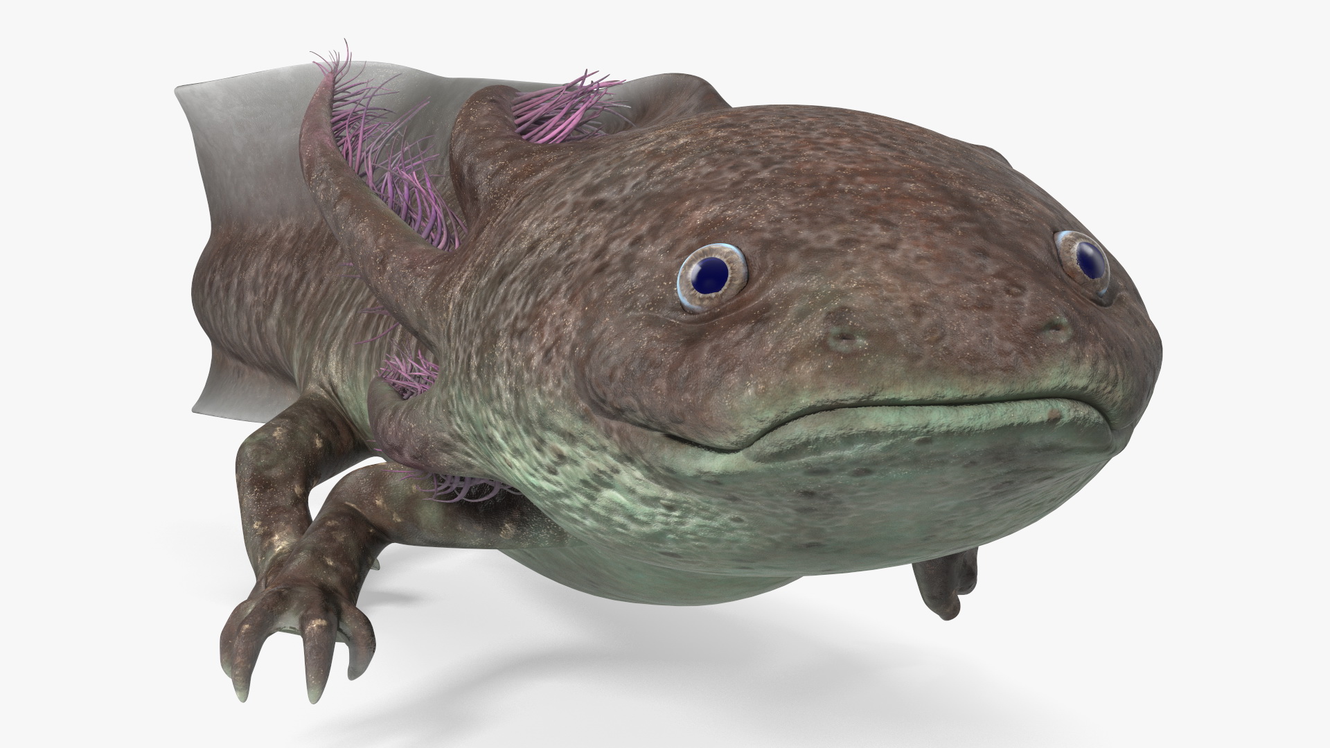 Ambystoma Mexicanum 3D model