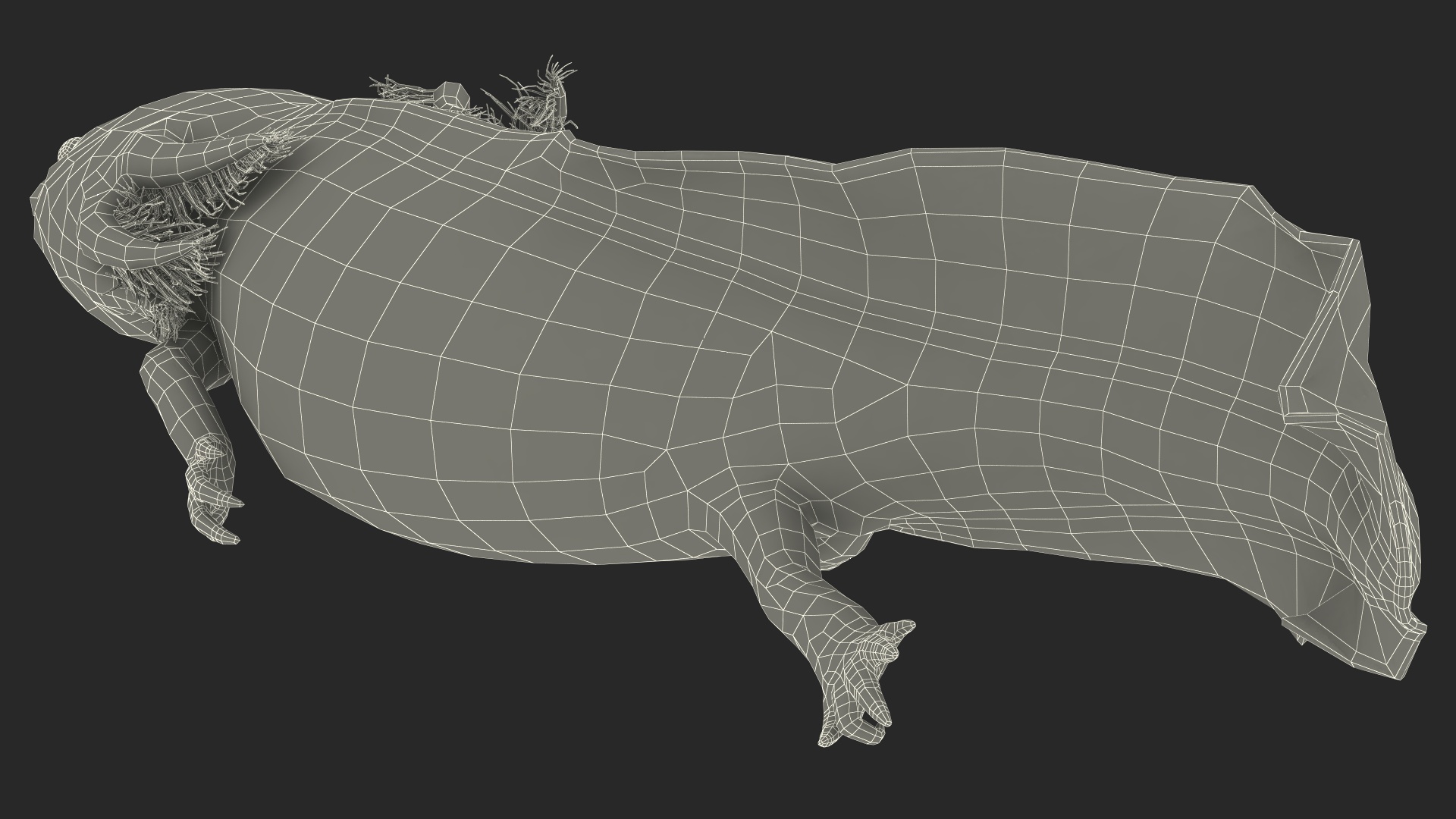 Ambystoma Mexicanum 3D model