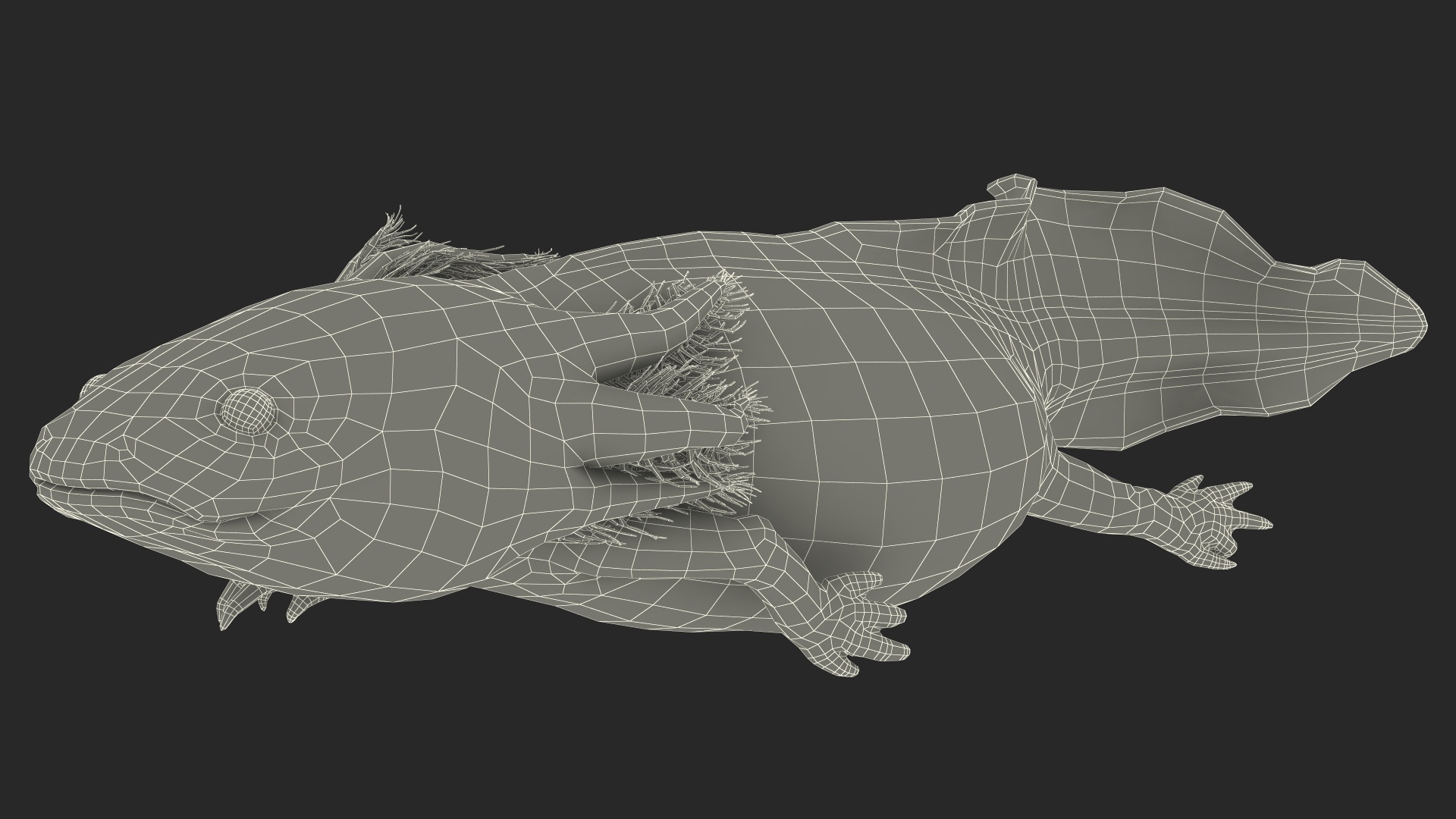 Ambystoma Mexicanum 3D model