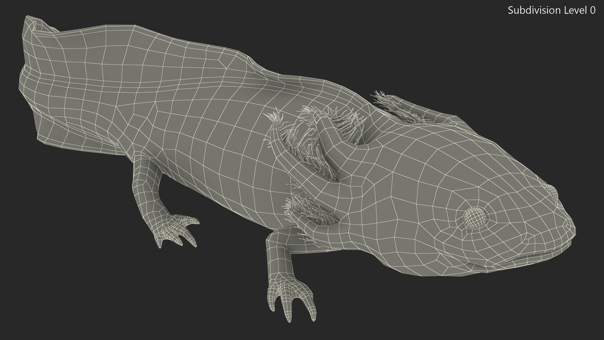 Ambystoma Mexicanum 3D model