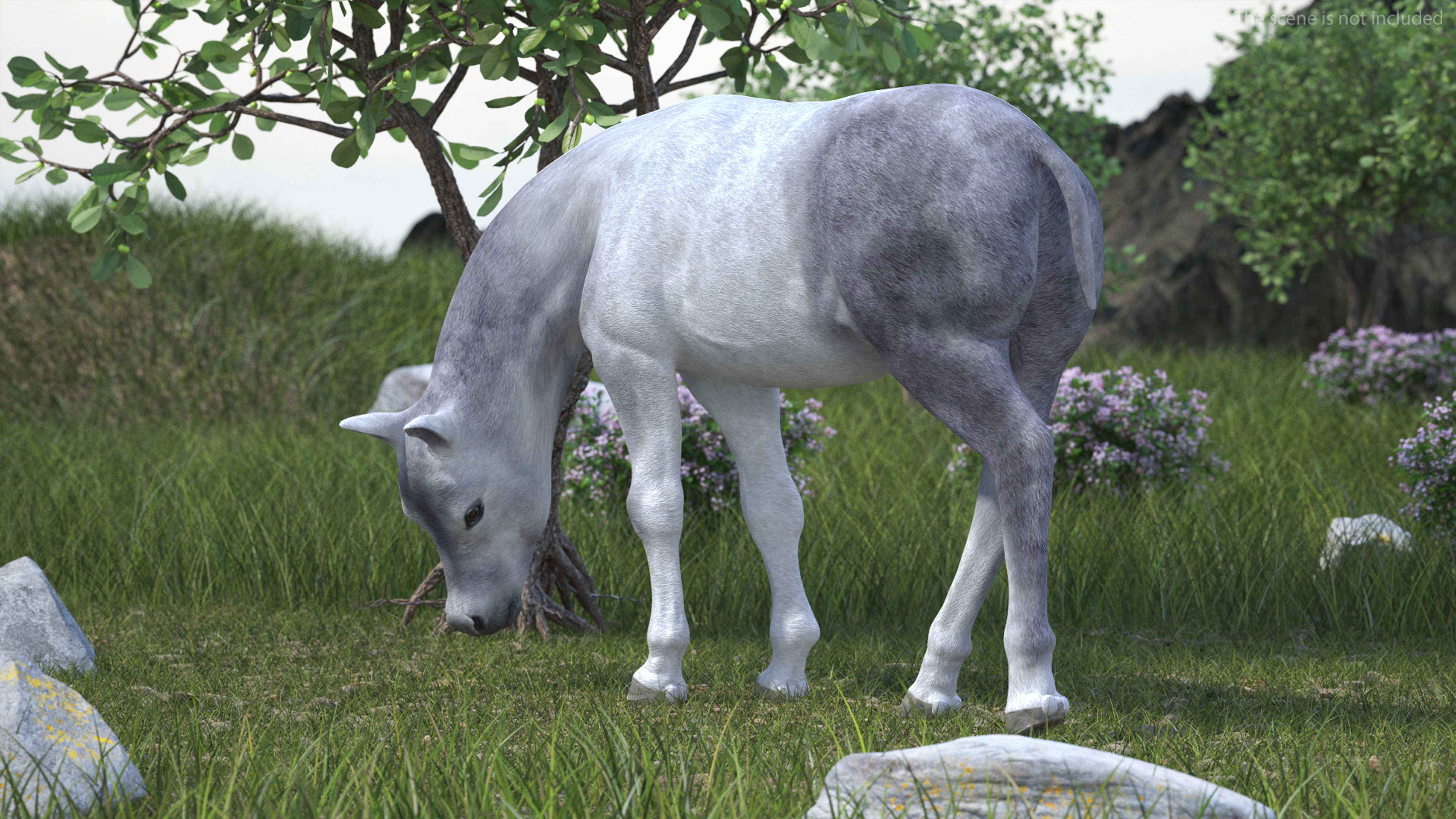3D model Shetland Pony White Rigged for Cinema 4D