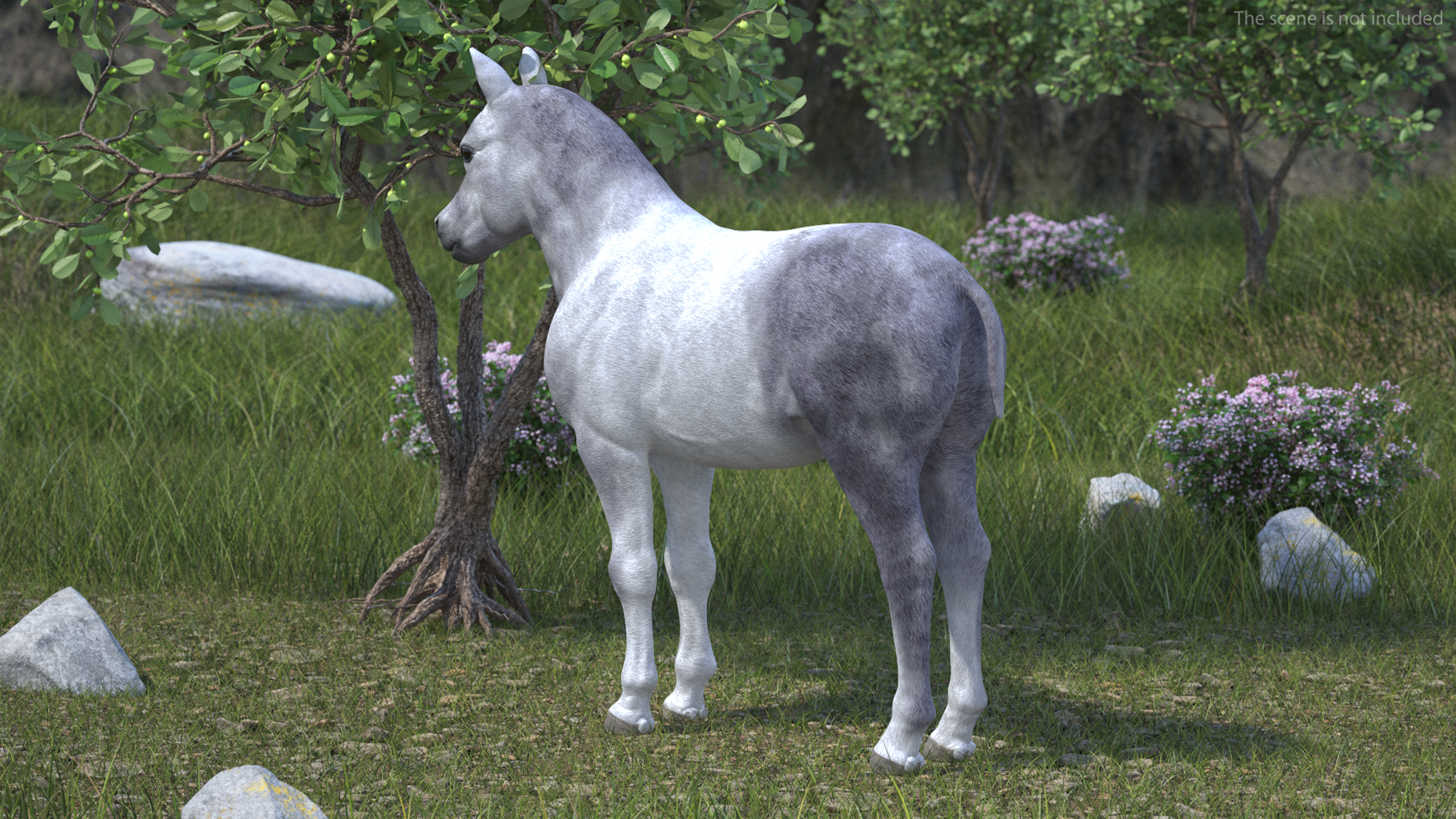 3D model Shetland Pony White Rigged for Cinema 4D