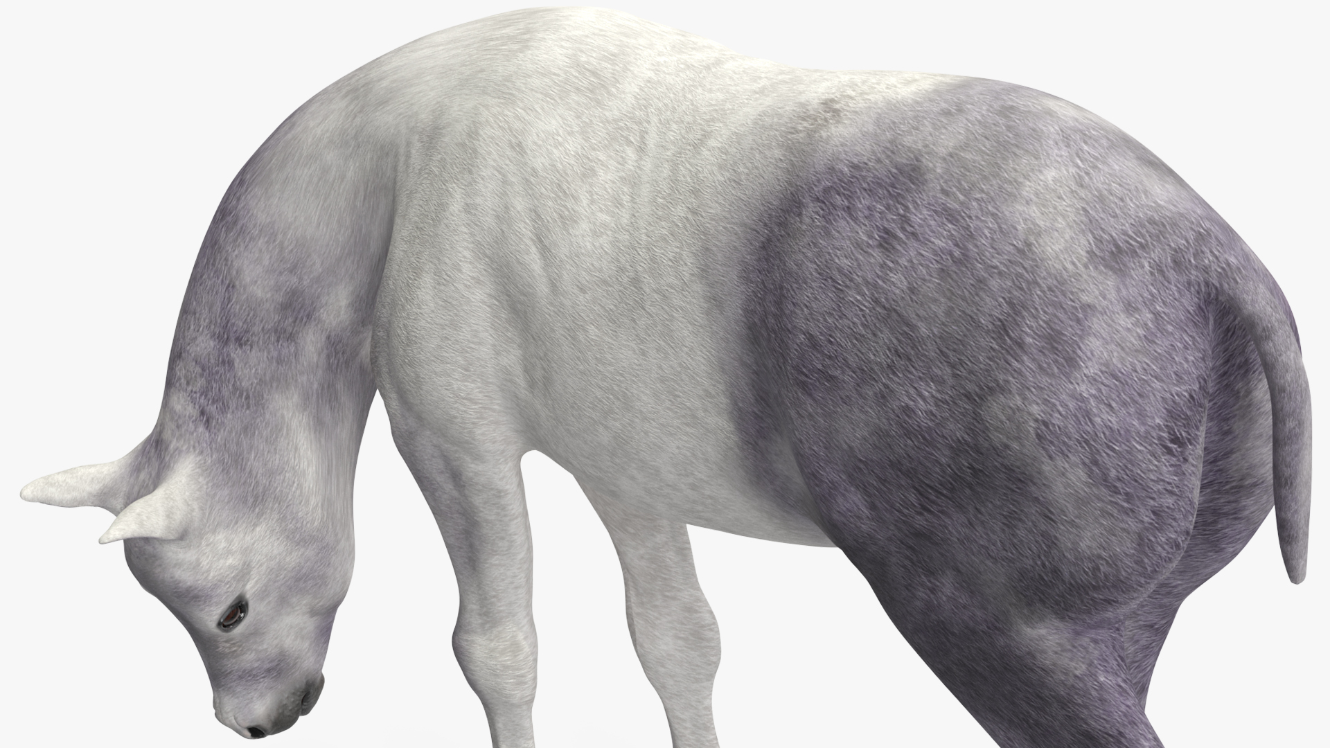 3D model Shetland Pony White Rigged for Cinema 4D