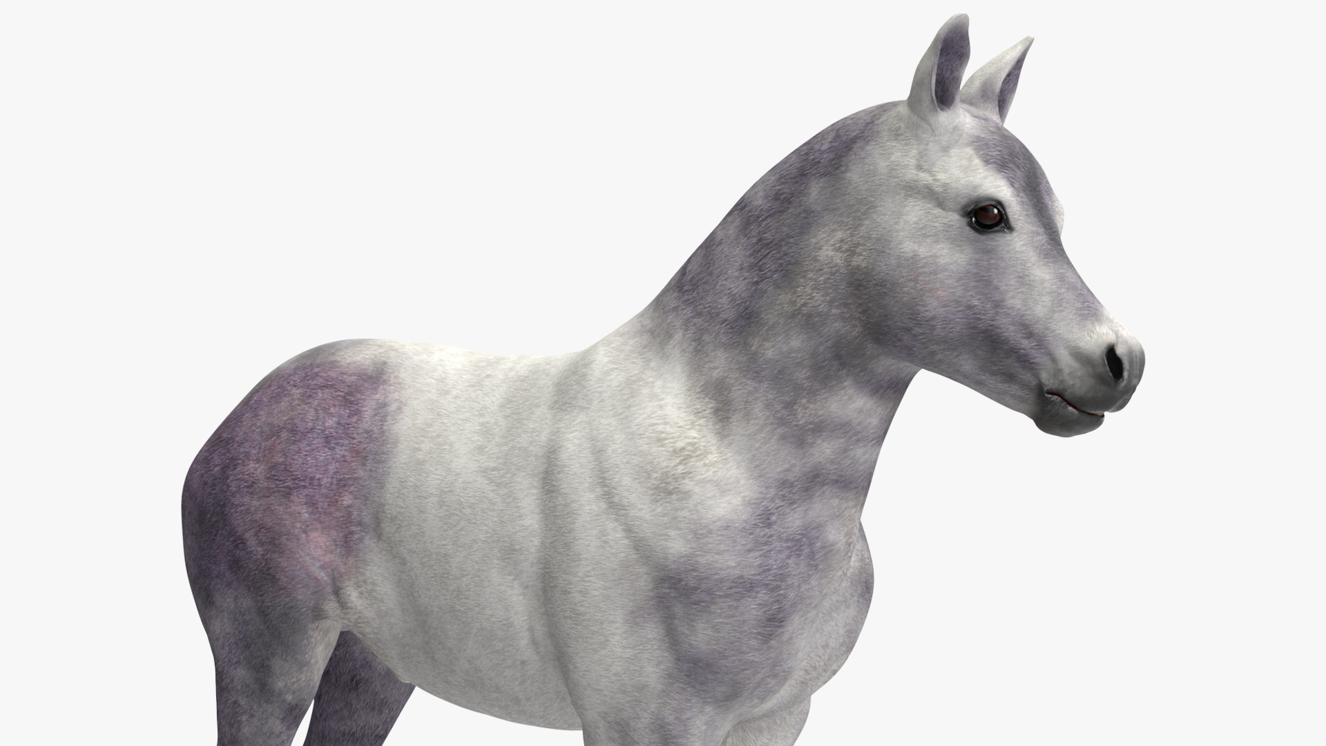 3D model Shetland Pony White Rigged for Cinema 4D