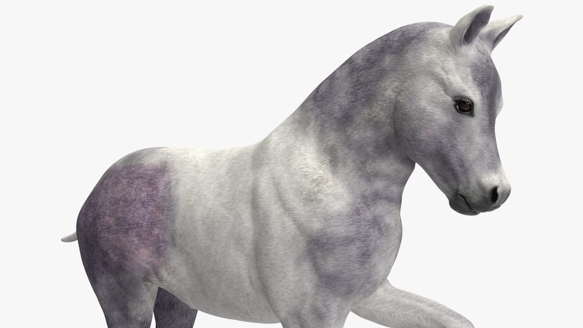 3D model Shetland Pony White Rigged for Cinema 4D