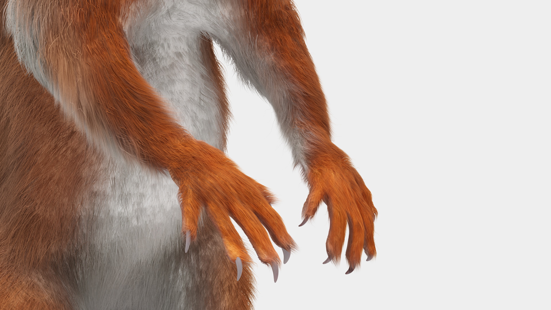 3D Red Squirrel in Standing Pose Fur model