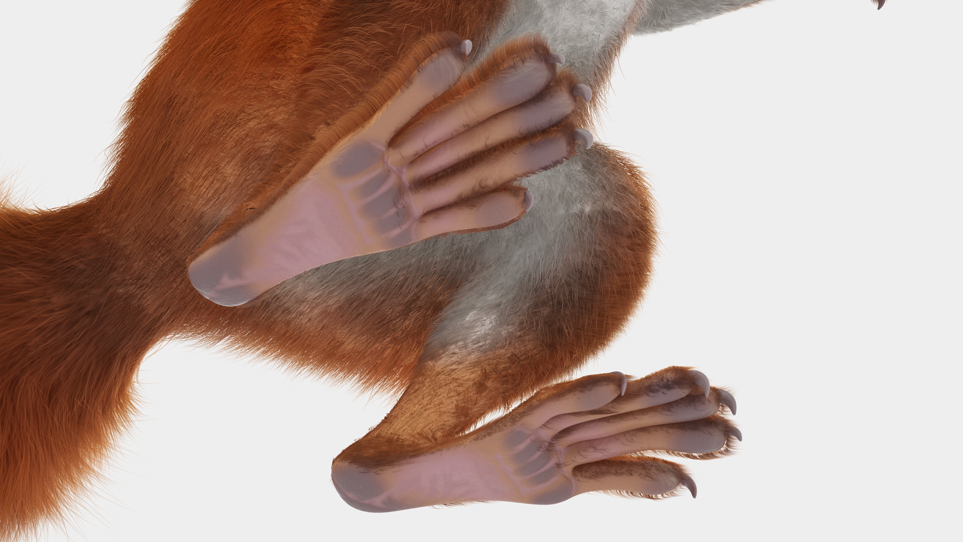 3D Red Squirrel in Standing Pose Fur model