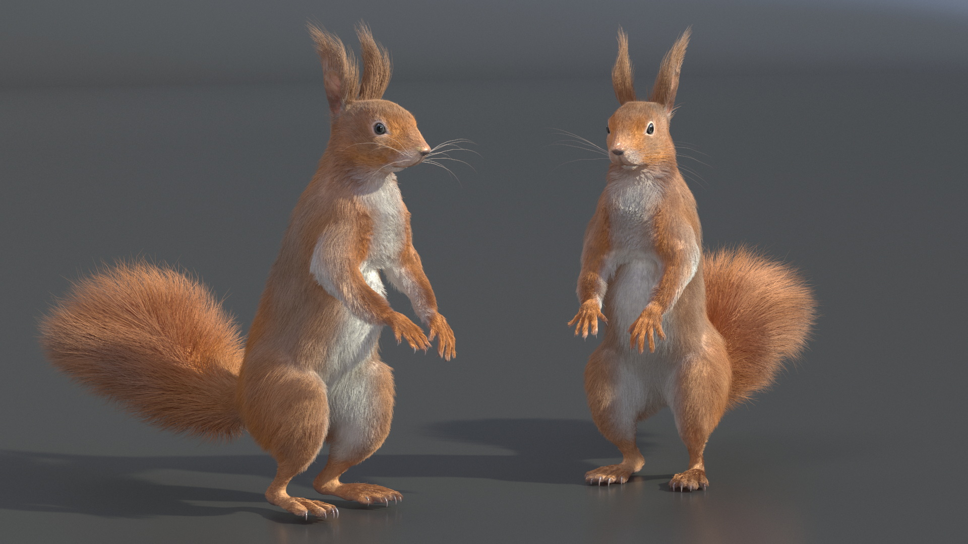 3D Red Squirrel in Standing Pose Fur model